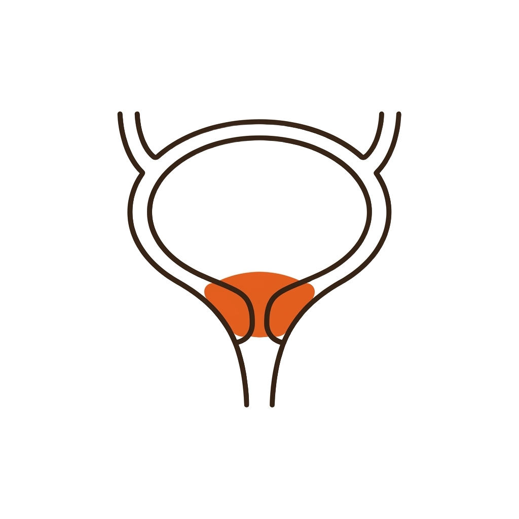 Diagram of the bladder neck and urethra, with the sphincter seal highlighted