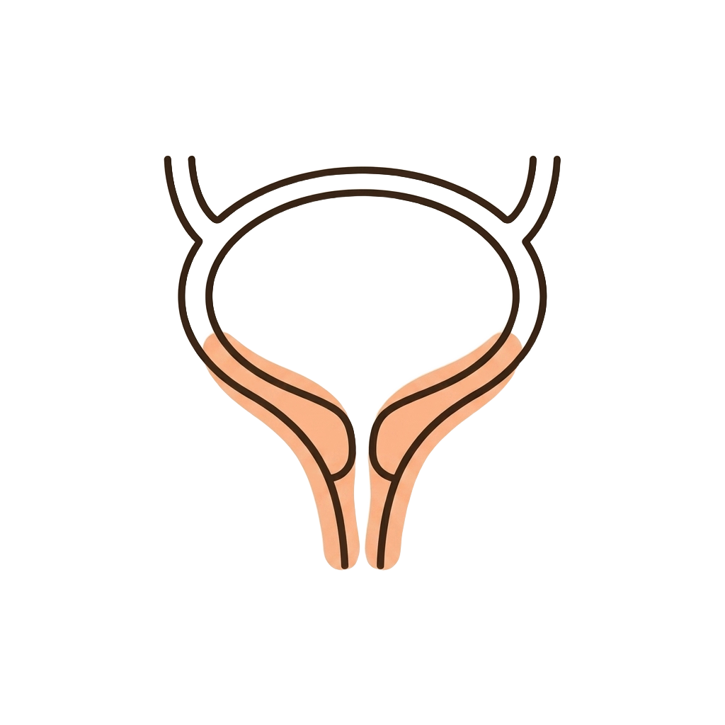 Diagram of the tissue surrounding the urethra and bladder neck, highlighted