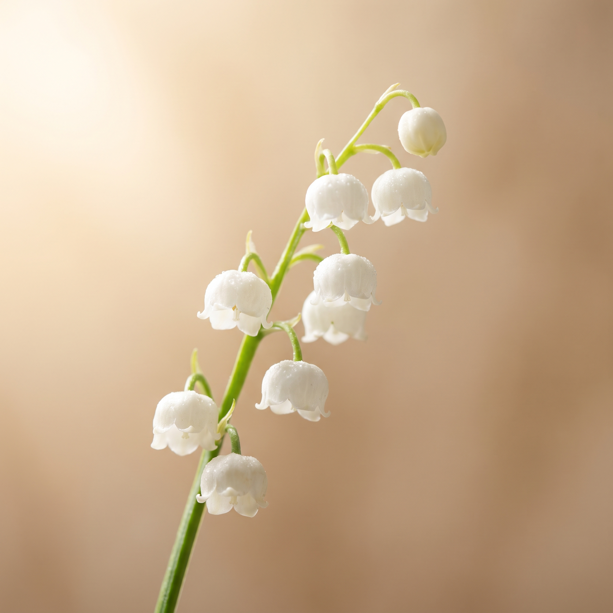 Lily of the Valley