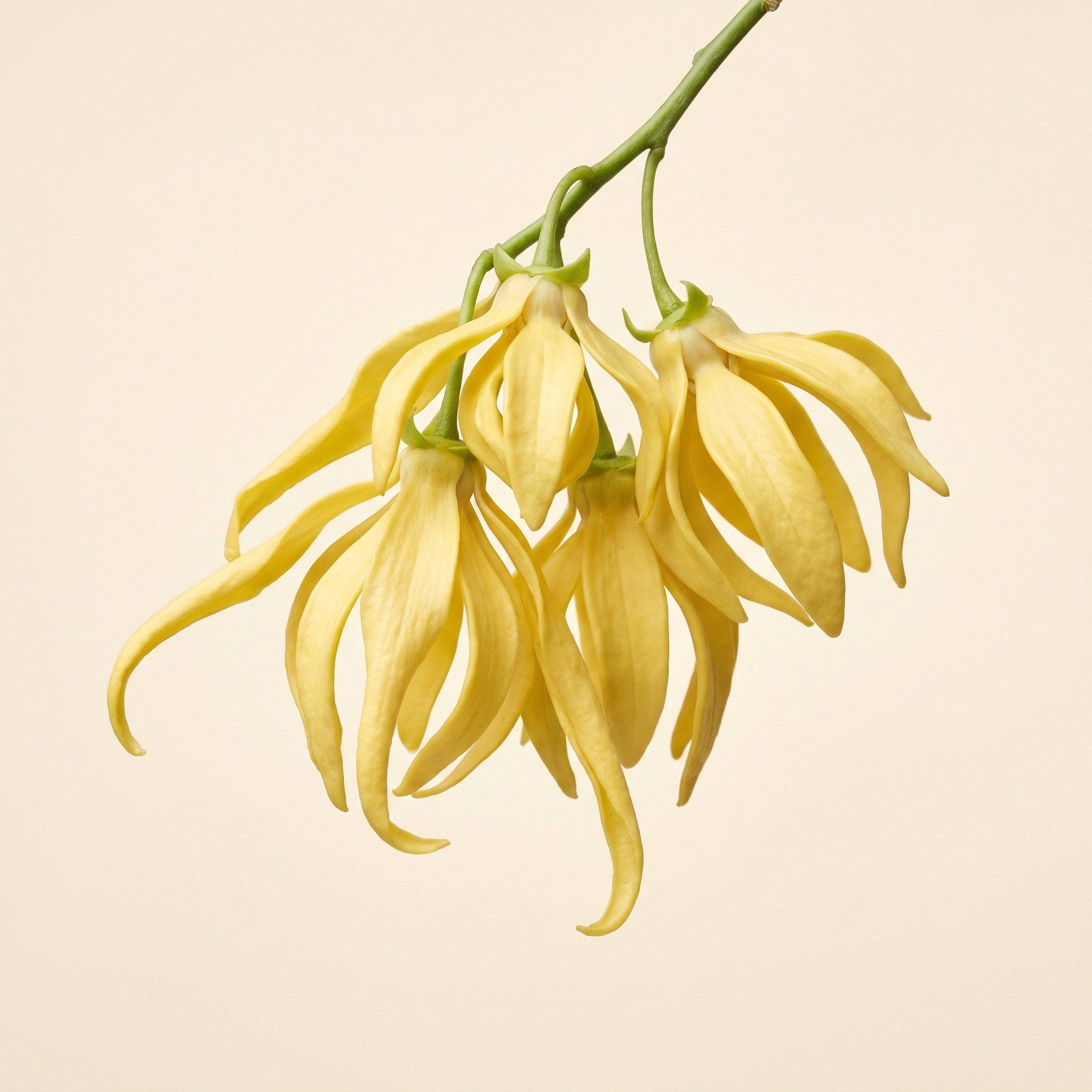 Ylang Ylang