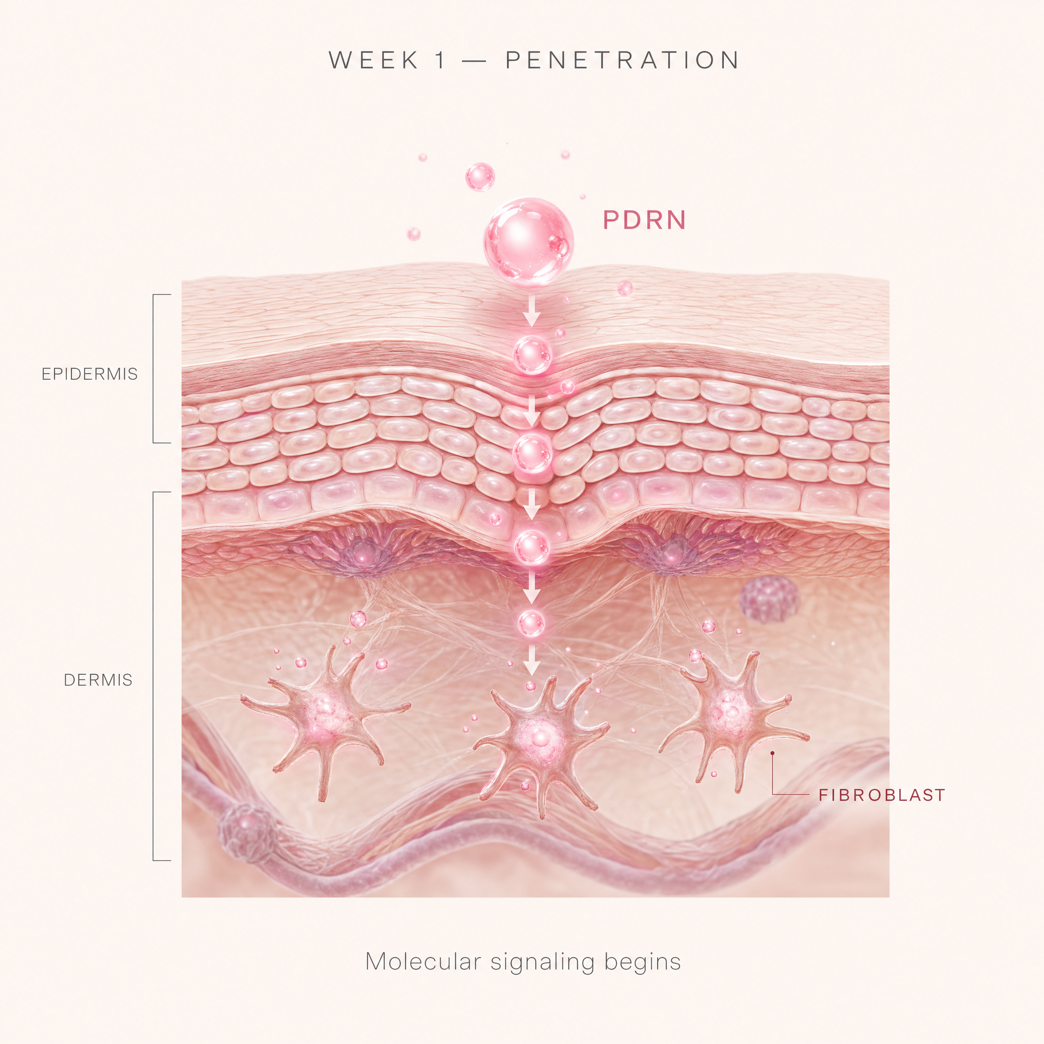 Week 1 — PDRN molecules penetrating the skin barrier