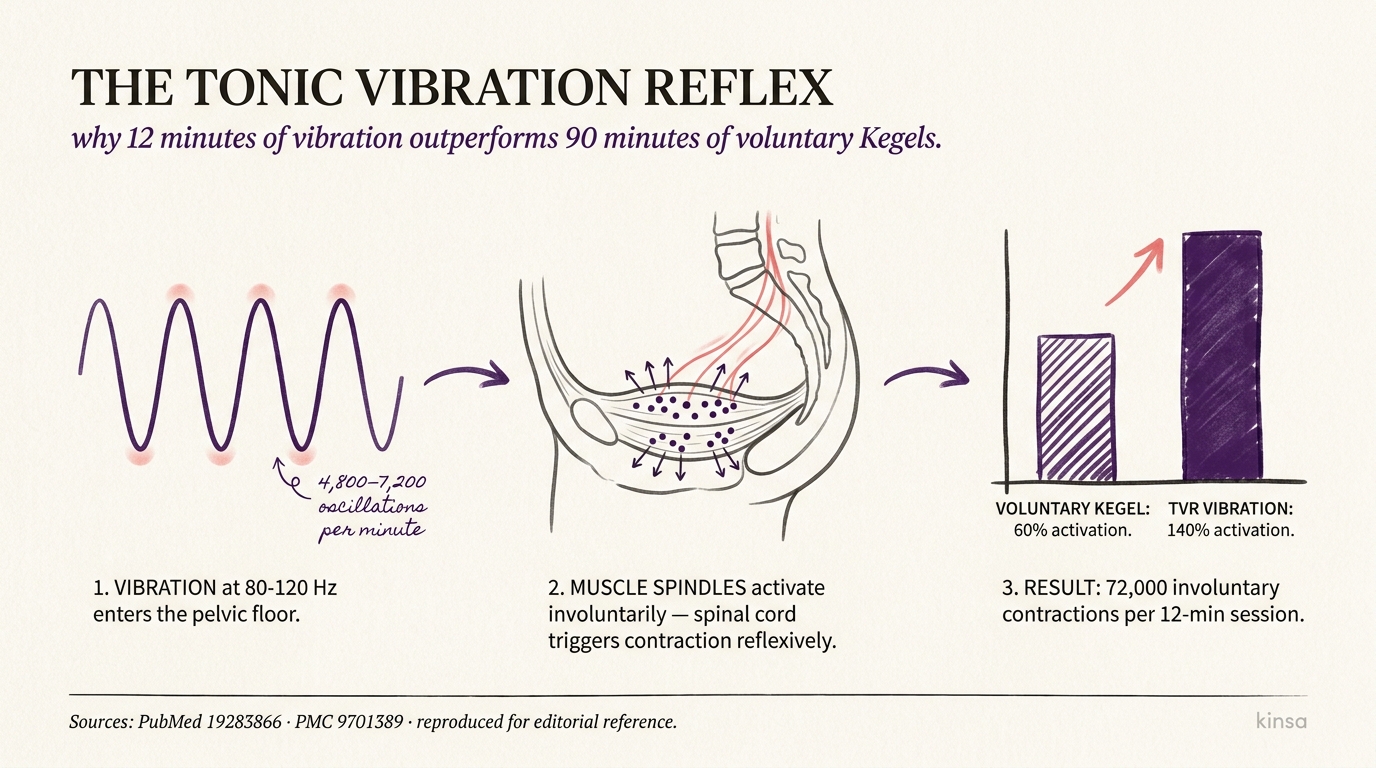 Diagram showing how vibration activates the pelvic floor