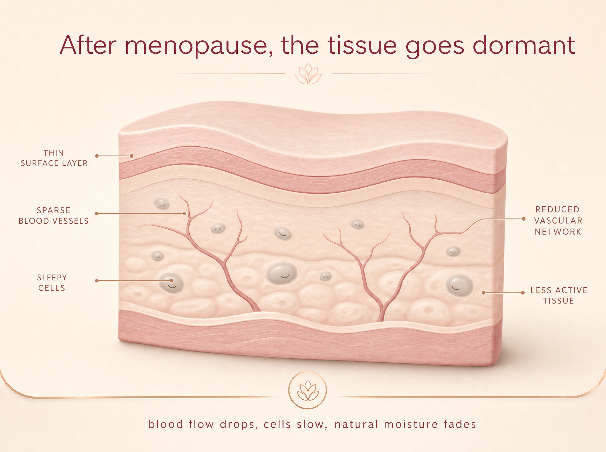 Diagram of dormant tissue after menopause, with reduced blood flow and slowed cells