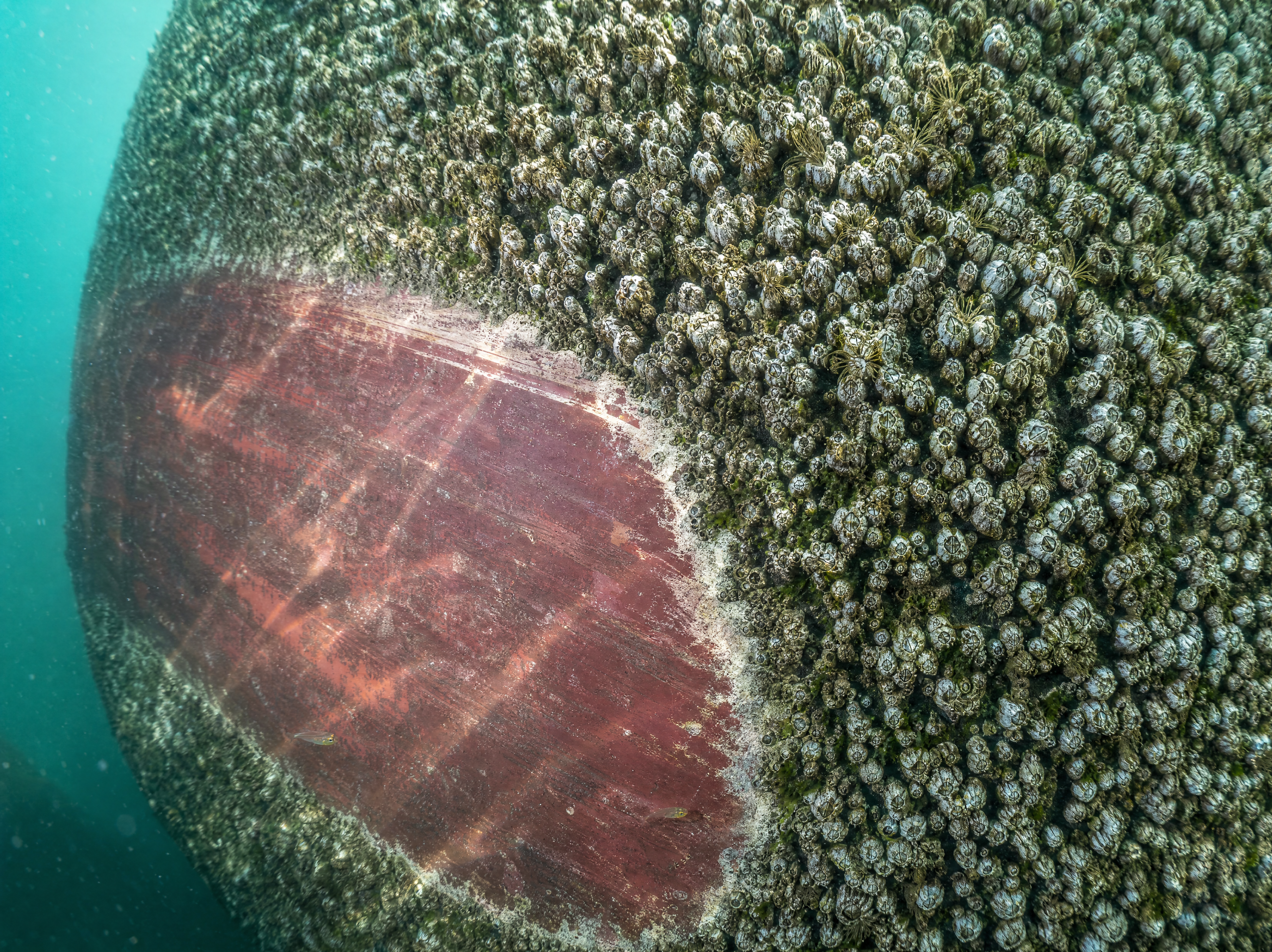 Seepocken an einem Schiffsrumpf – Metapher für den Biofilm