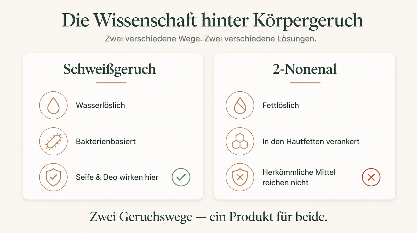 Zwei Geruchswege: Schweißgeruch vs. 2-Nonenal