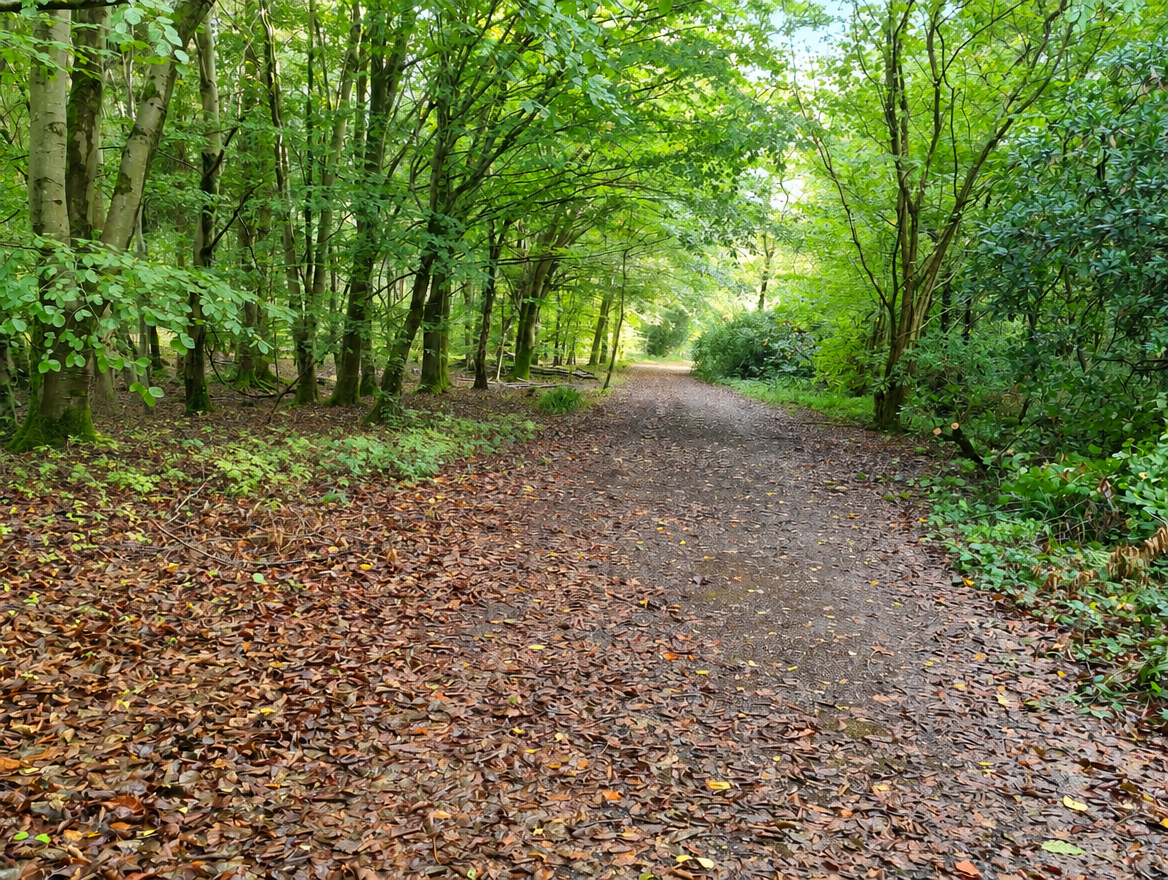 Amber Wood track in spring — fresh growth returning to the woodland
