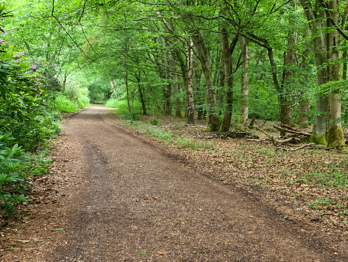 Amber Wood track in summer — lush green canopy overhead