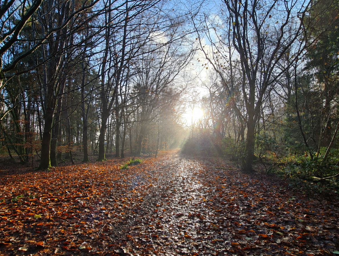 Amber Wood track in autumn — golden leaves on the woodland floor