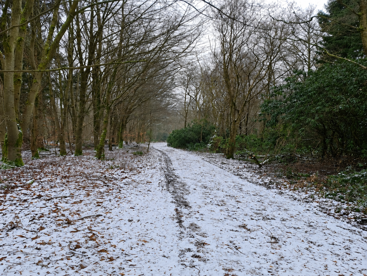 Amber Wood track in winter — bare branches against a cold sky