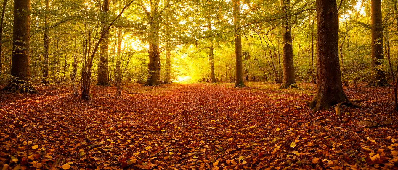 Amber Wood in autumn — golden light streams through the canopy onto a deep carpet of russet and amber leaves