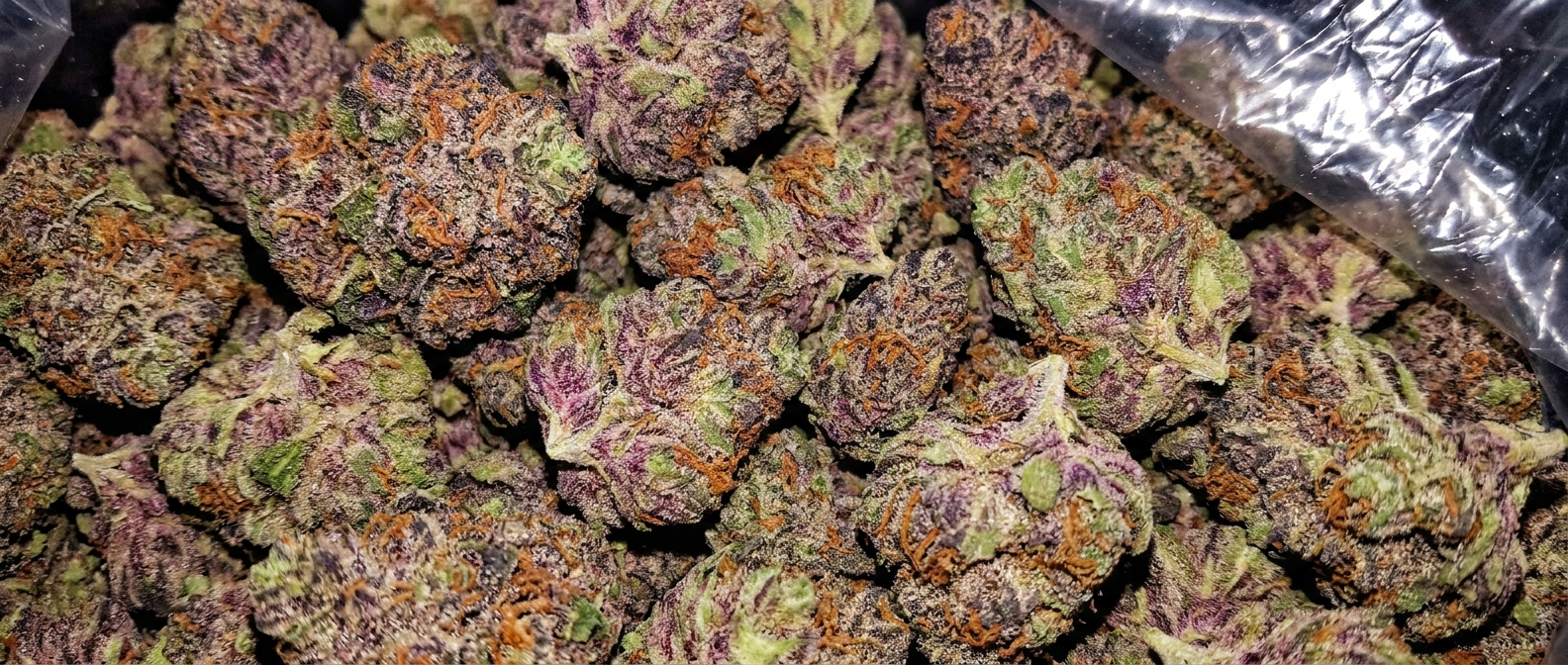 Purple Static flower