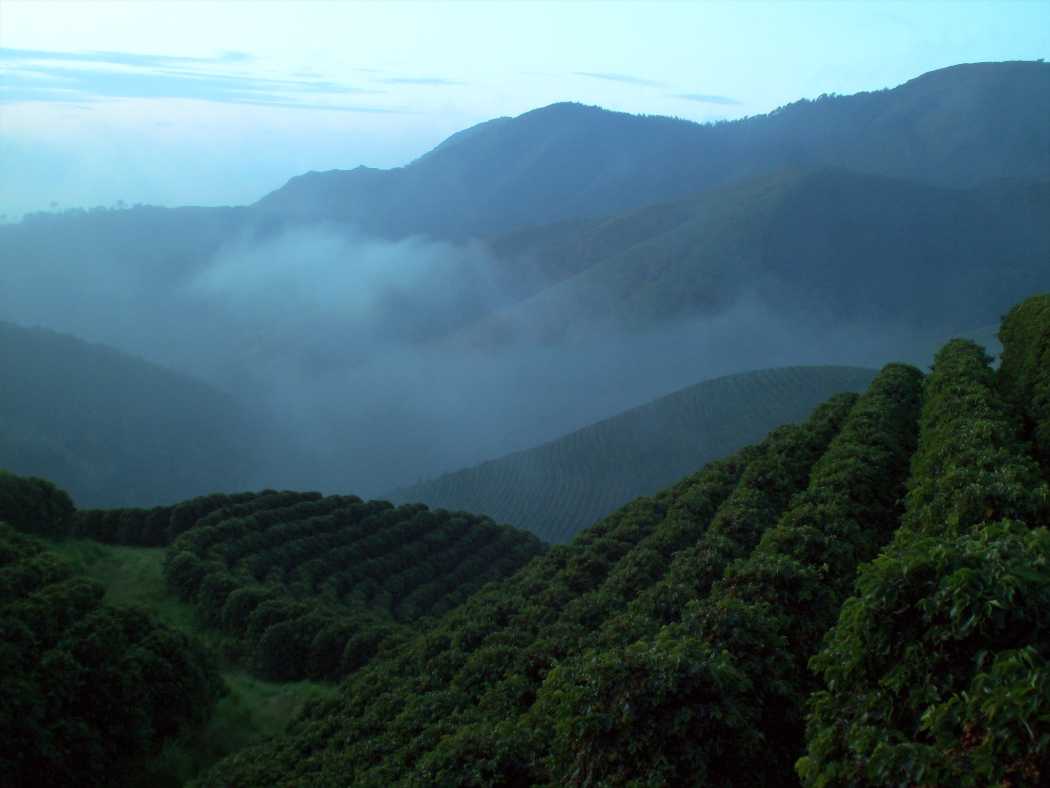 Lavoura de café em encosta de montanha com névoa no vale