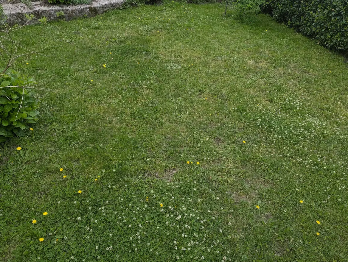 Rasenfläche mit Löwenzahn und Klee