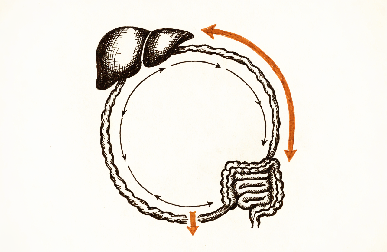 Sketch of the bile recirculation loop between the liver and intestine