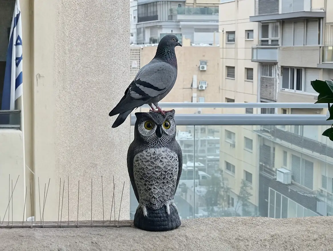 יונים חוזרות למרות אמצעי הרחקה