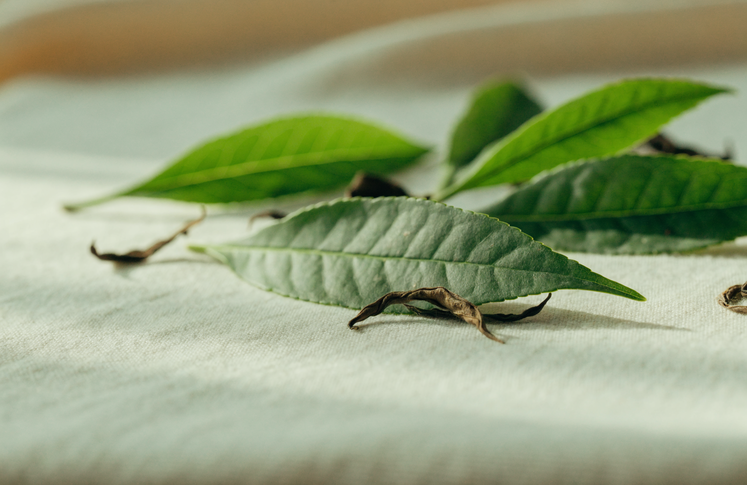Fresh green tea leaves