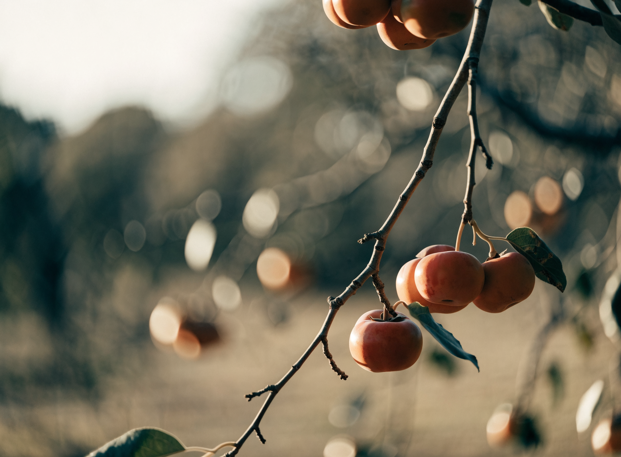 Ripe persimmons on the branch