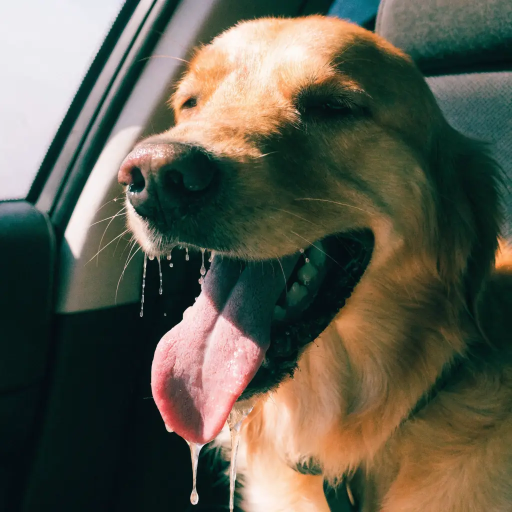 Hund hechelt gestresst im heißen Auto