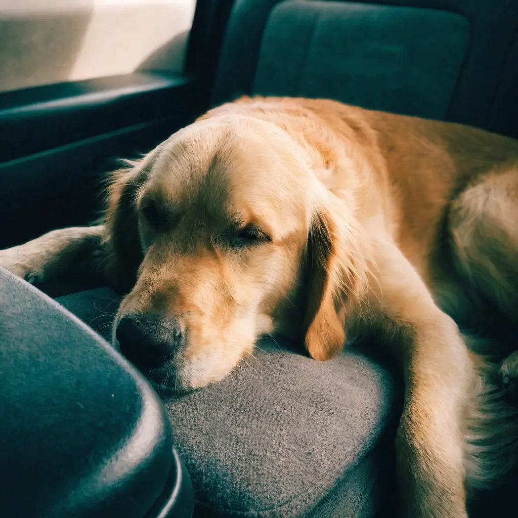 Hund entspannt nach dem Abkühlen