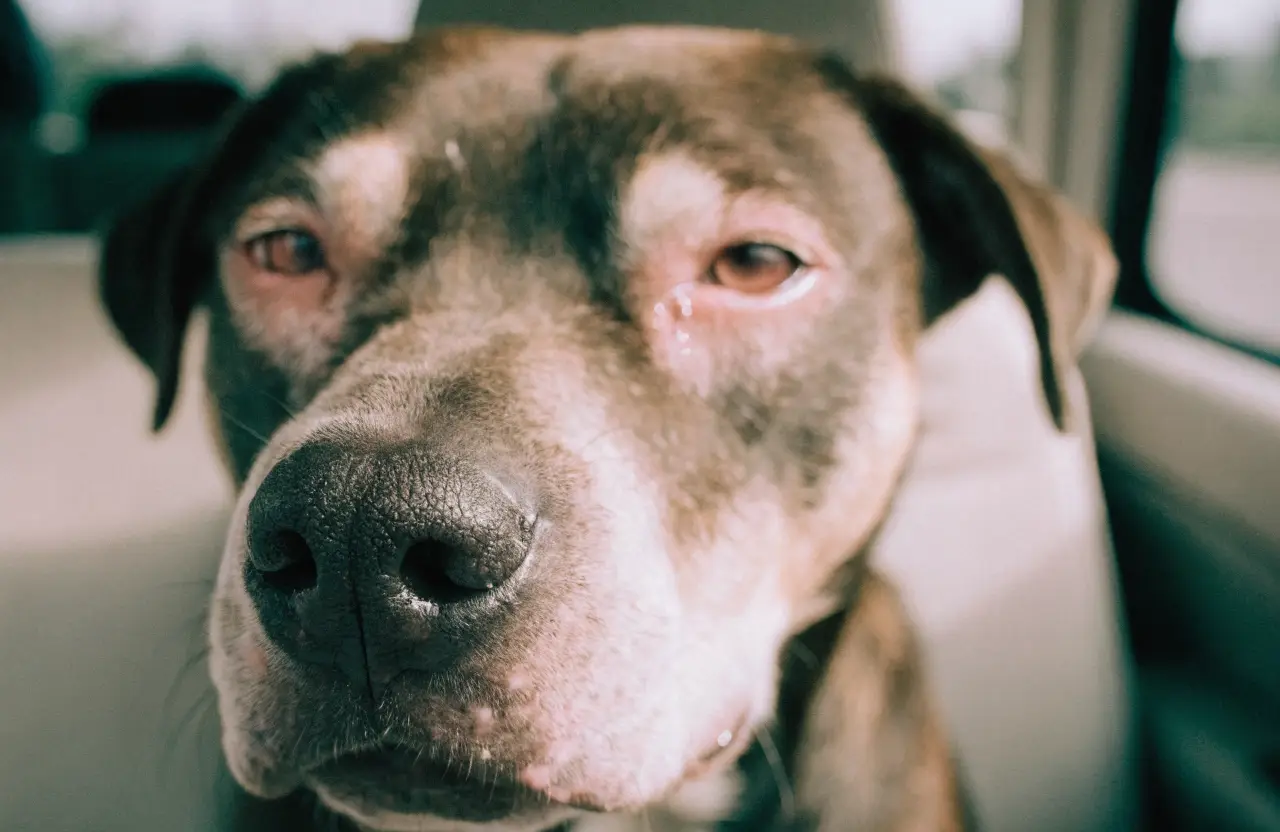 Gereizte, tränende Hundeaugen durch trockene Klimaluft