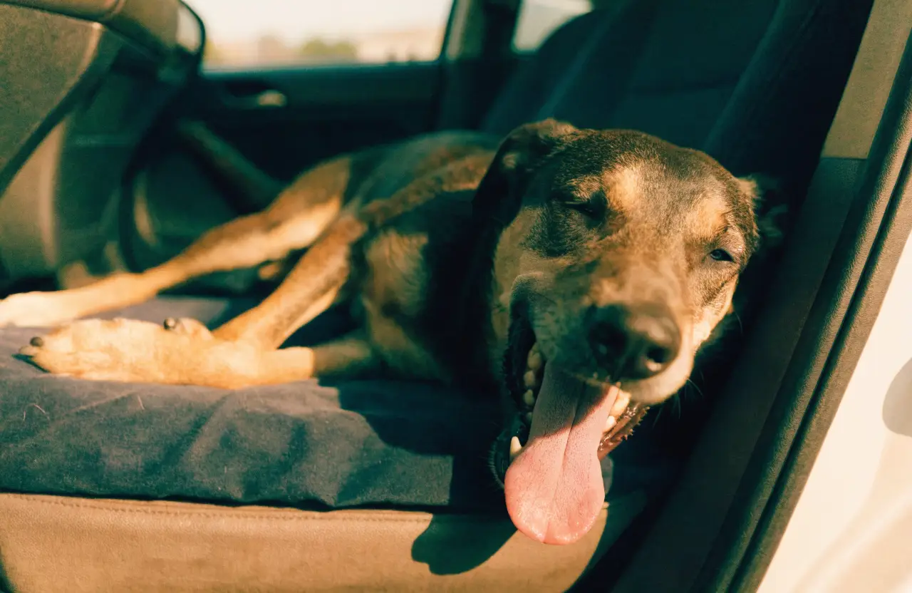Erschöpfter Hund bei Hitze im Auto