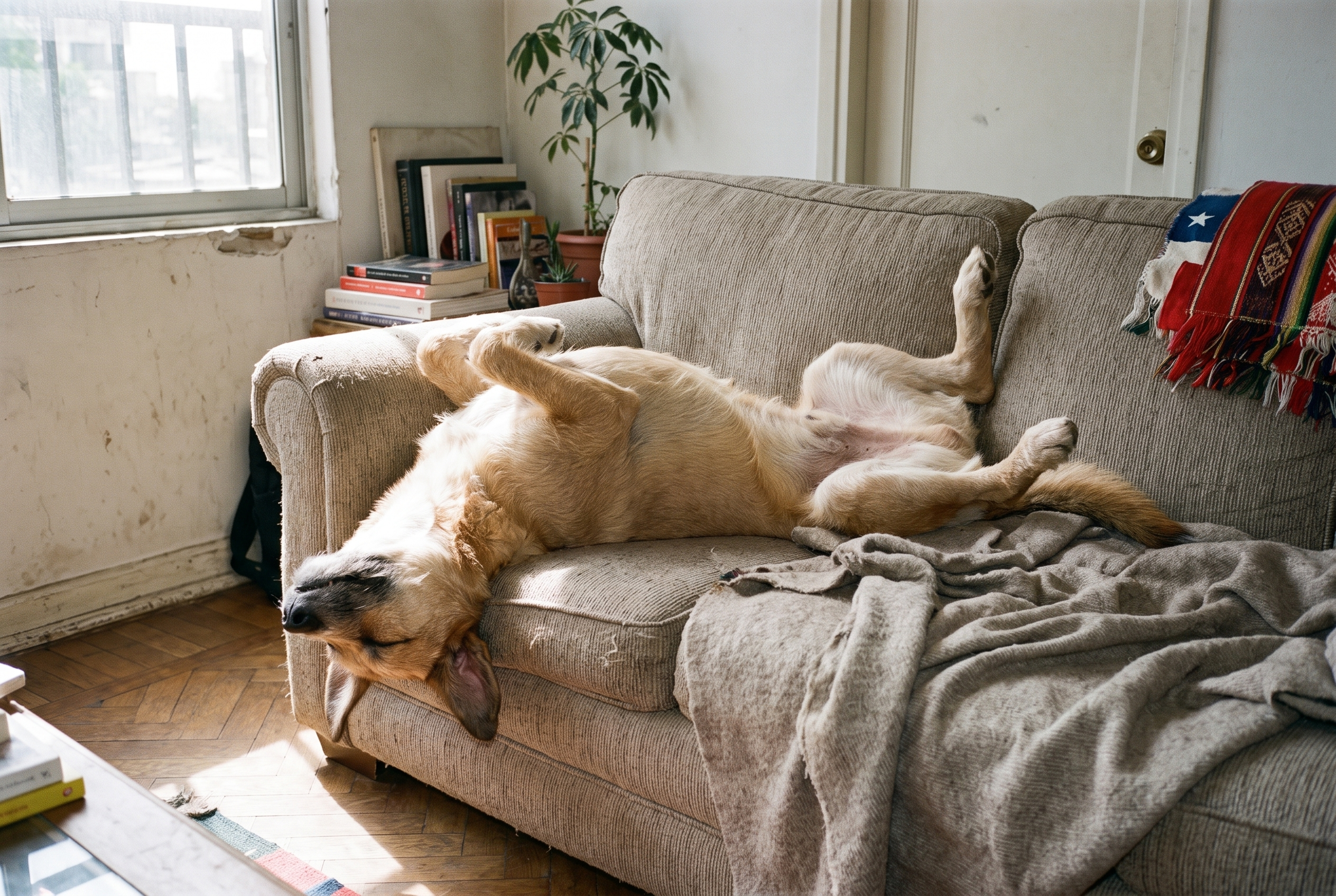 Membrillo dormido patas arriba en el sillón, con la cabeza colgando del borde