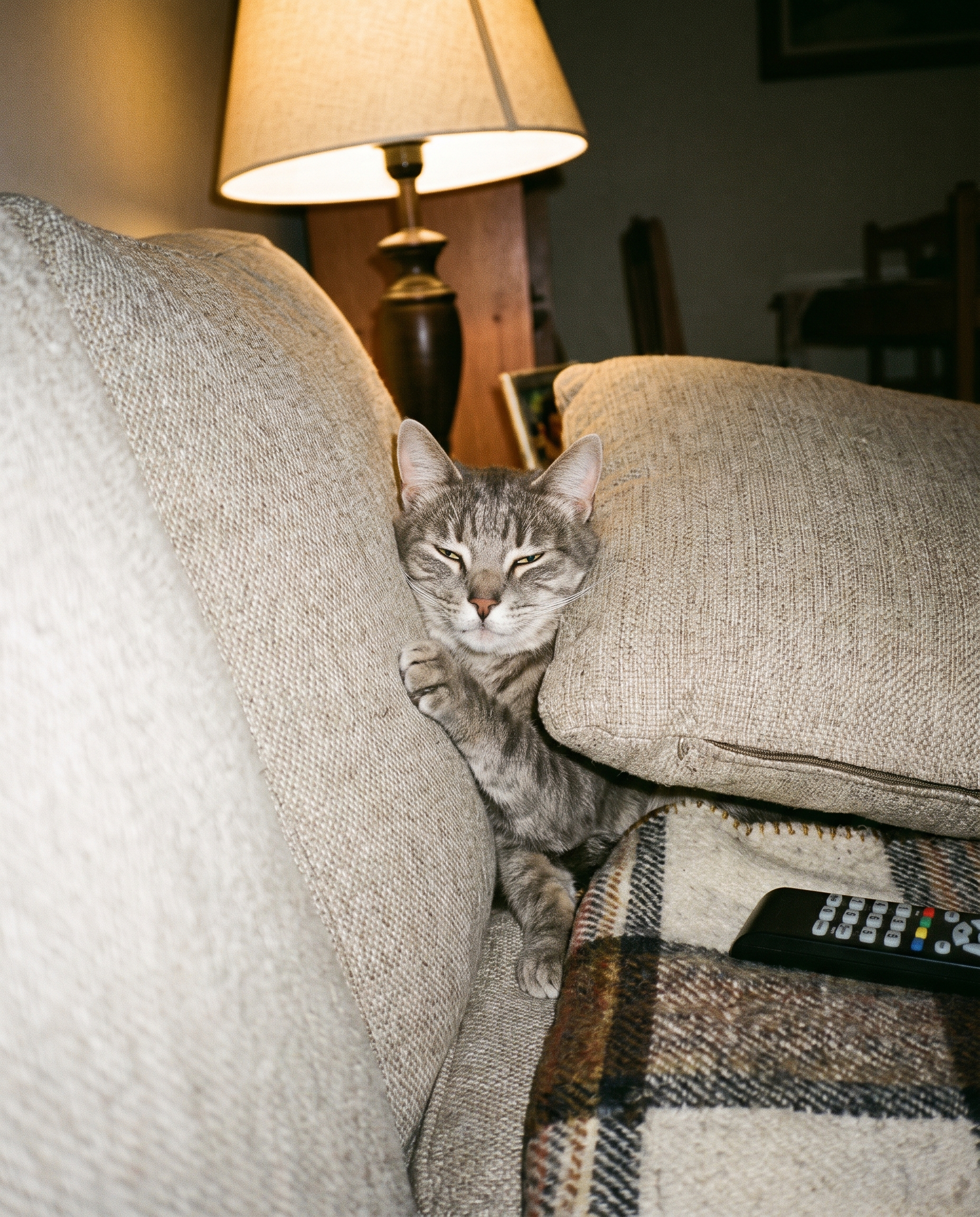 Un gato apretado entre dos cojines del sillón, con sólo la cabeza y una pata afuera