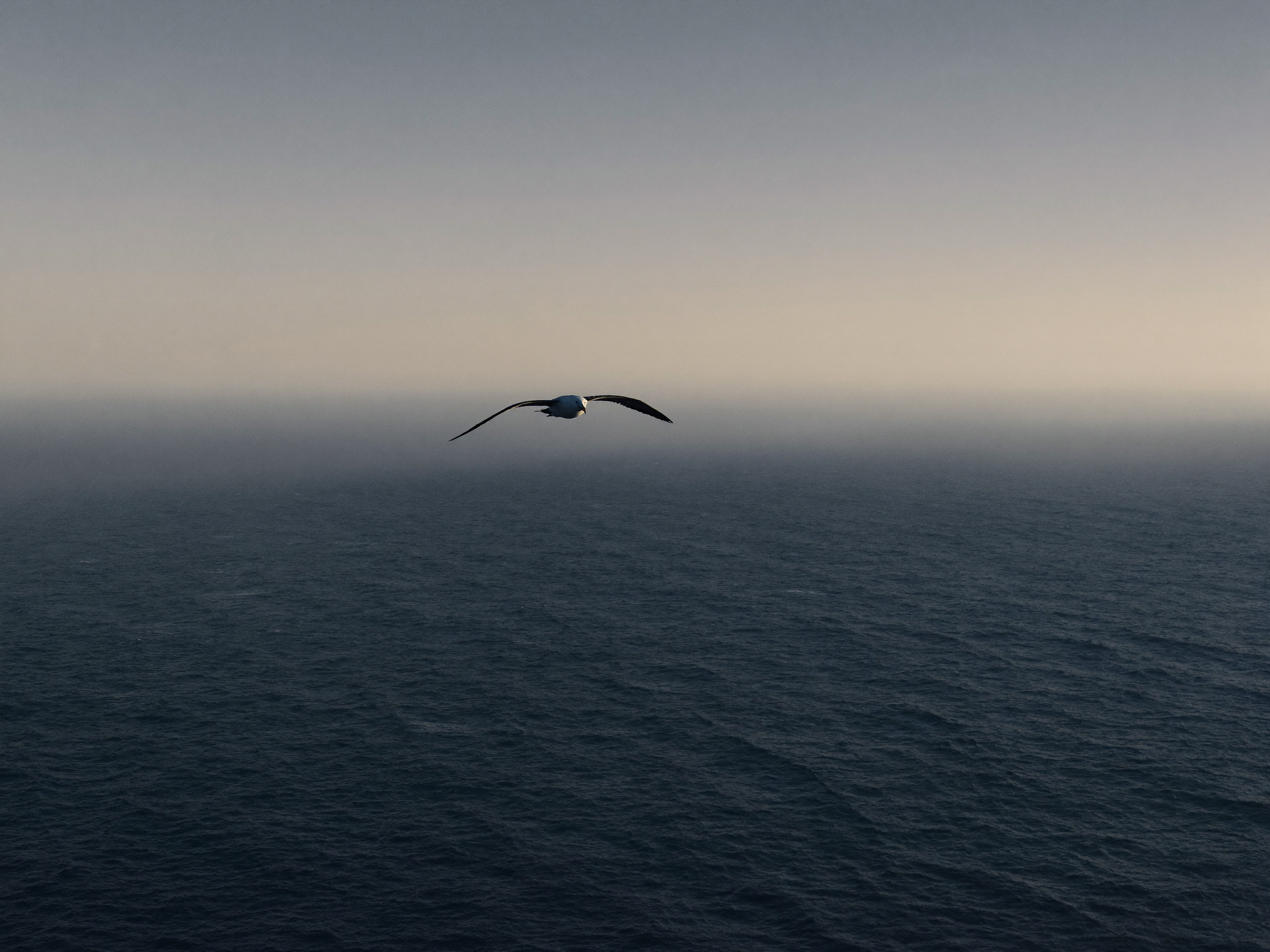 Albatross gliding over the ocean, the Albain brand motif (AI placeholder image)