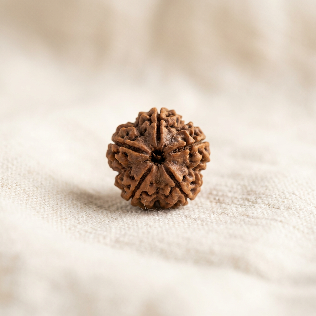 5-Mukhi Rudraksha · Authentic Nepali
