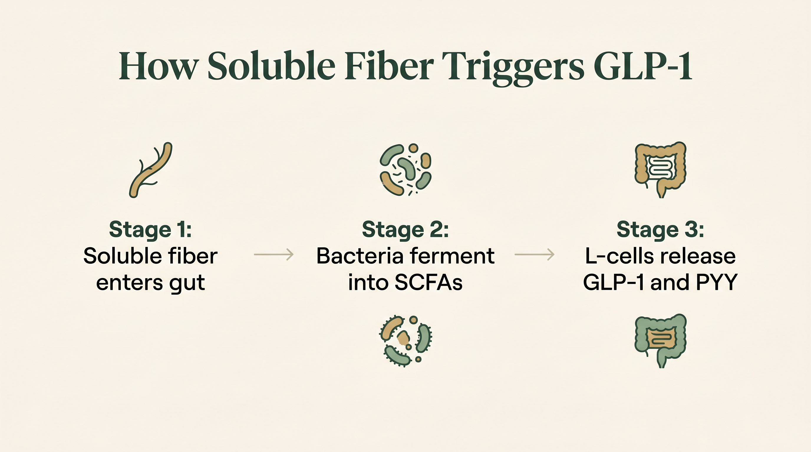 Diagram showing how soluble fiber is fermented into SCFAs and triggers GLP-1 release from intestinal L-cells.