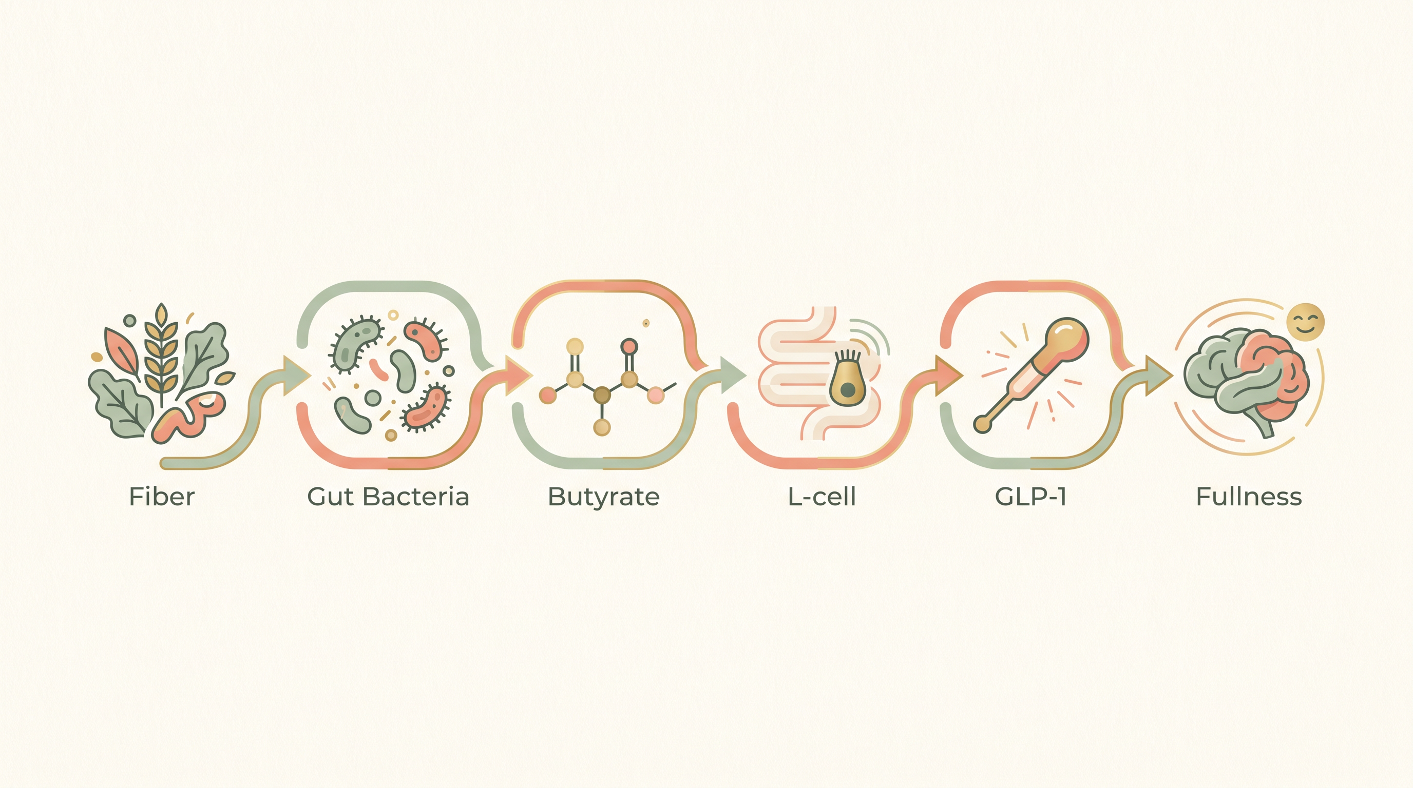 Diagram showing fiber feeding gut bacteria that produce butyrate, which activates an intestinal L-cell to release GLP-1 for fullness
