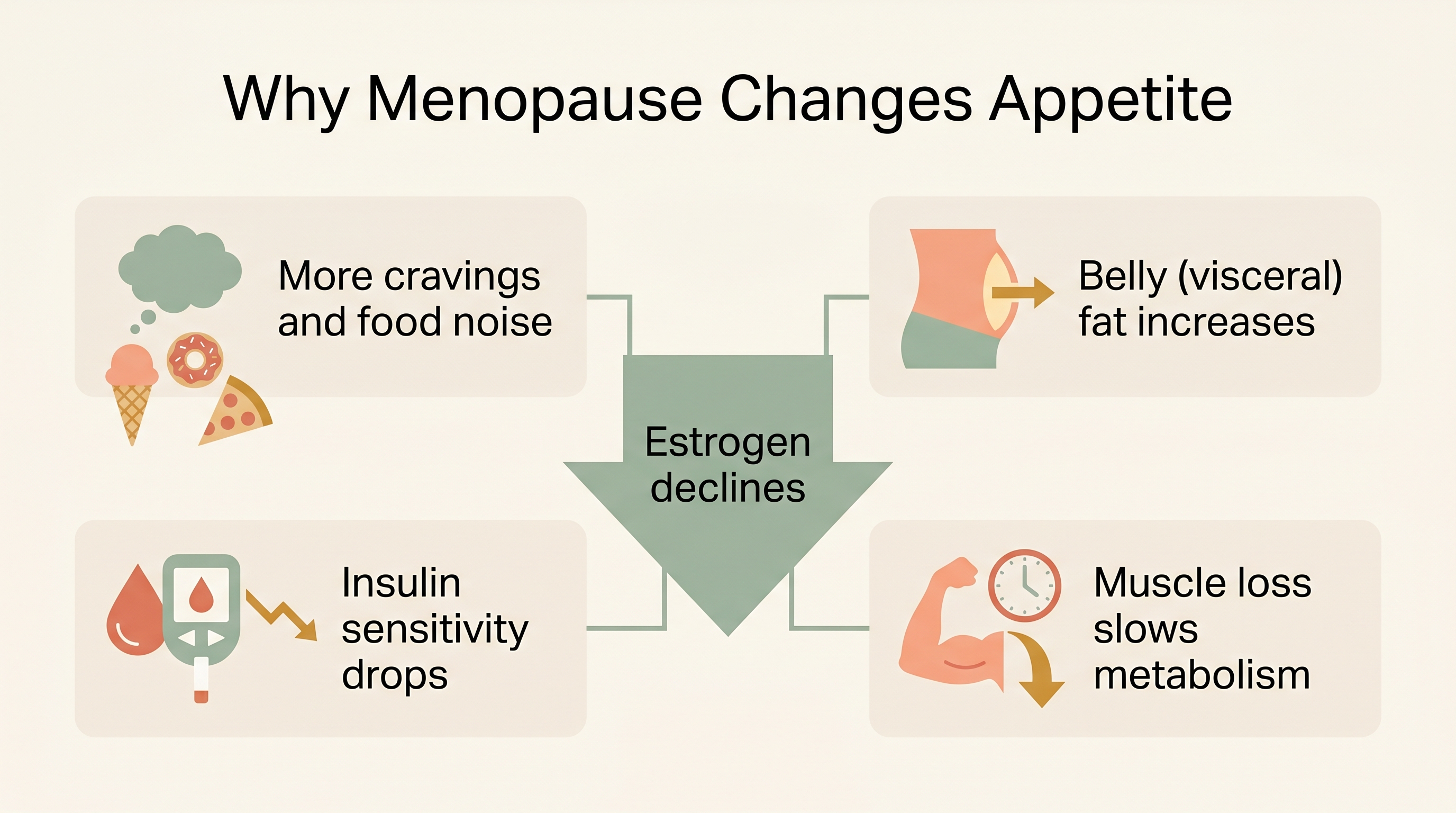 Diagram showing how declining estrogen leads to more cravings, belly fat, lower insulin sensitivity, and muscle loss