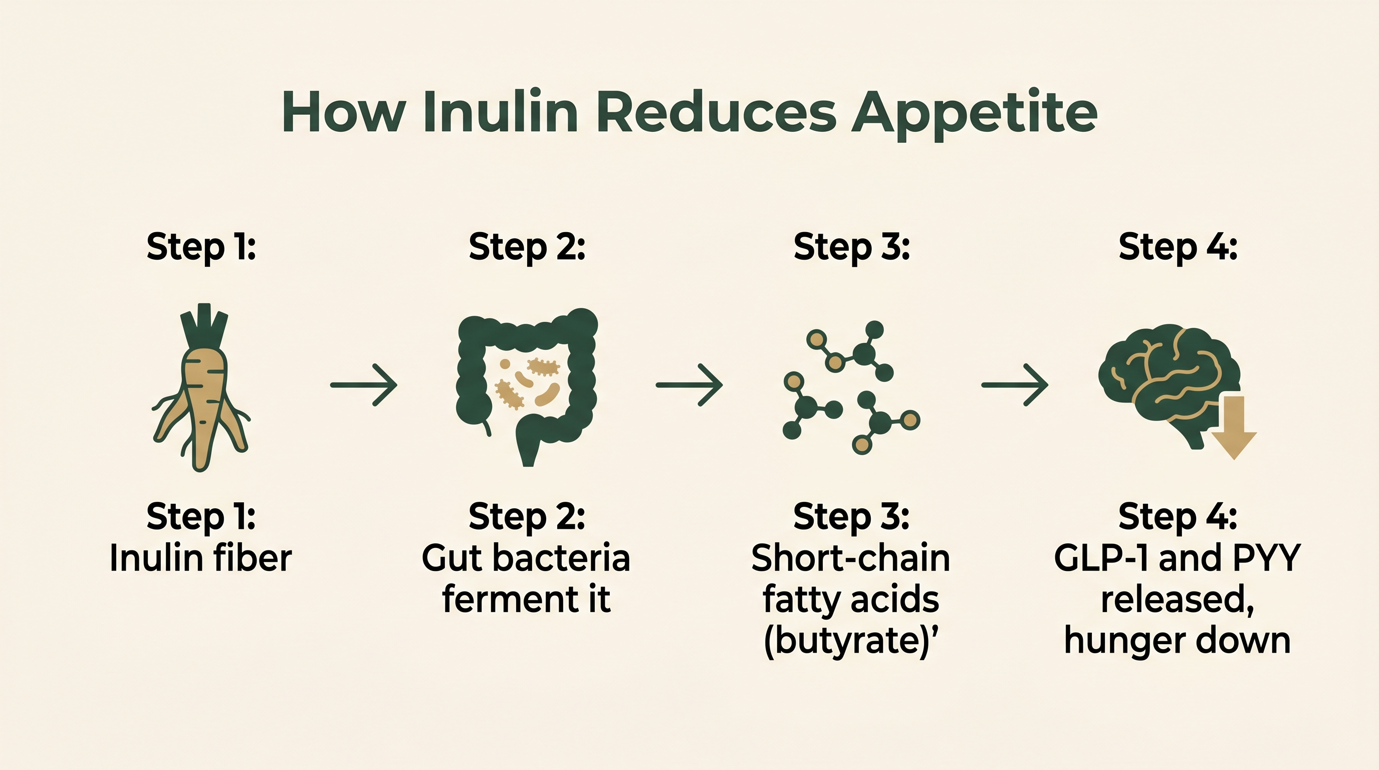 Diagram showing how inulin feeds gut bacteria that make short-chain fatty acids, triggering GLP-1 and PYY release