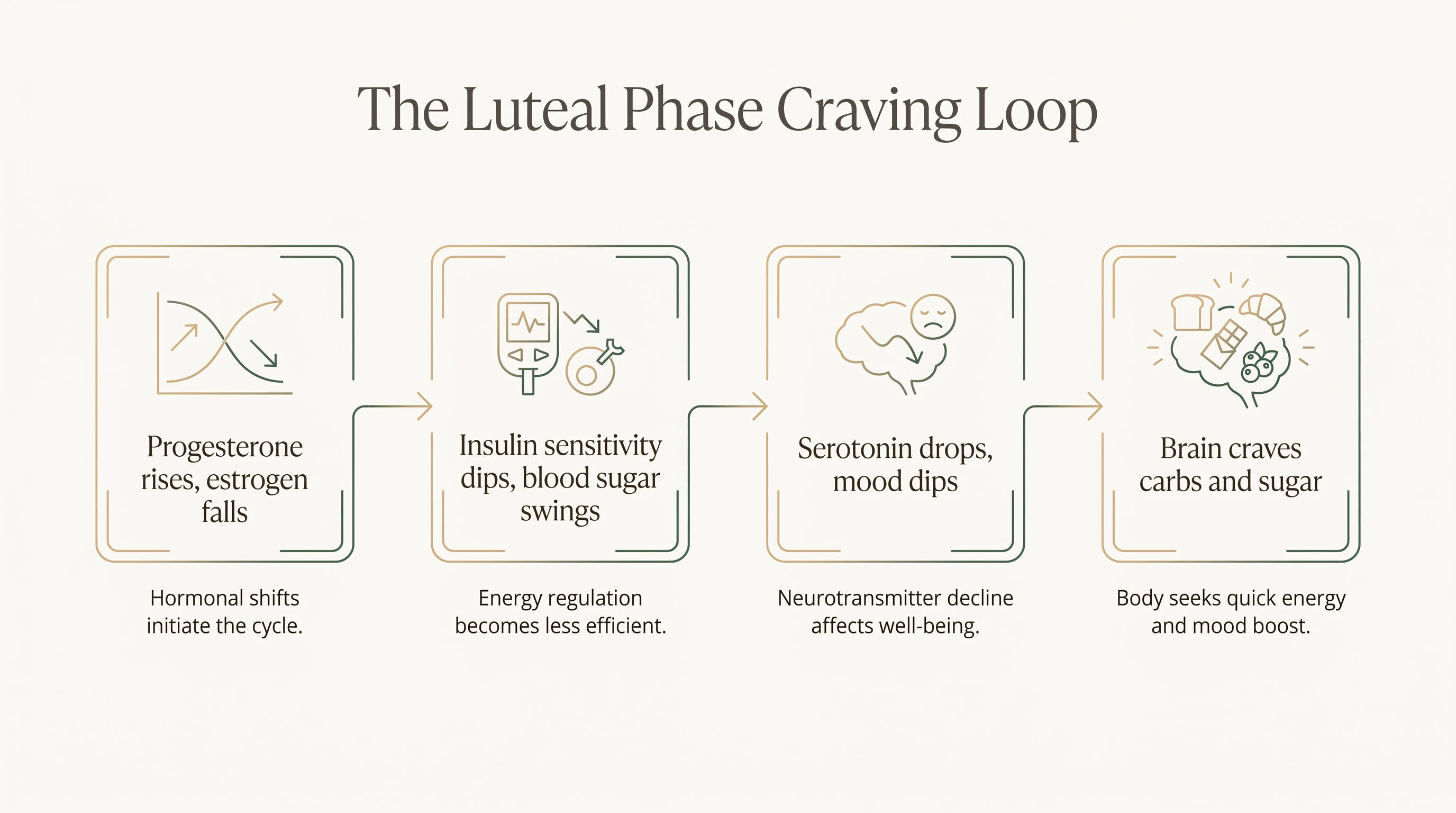 Diagram of the luteal phase craving loop: hormones shift, blood sugar swings, serotonin drops, brain craves sugar