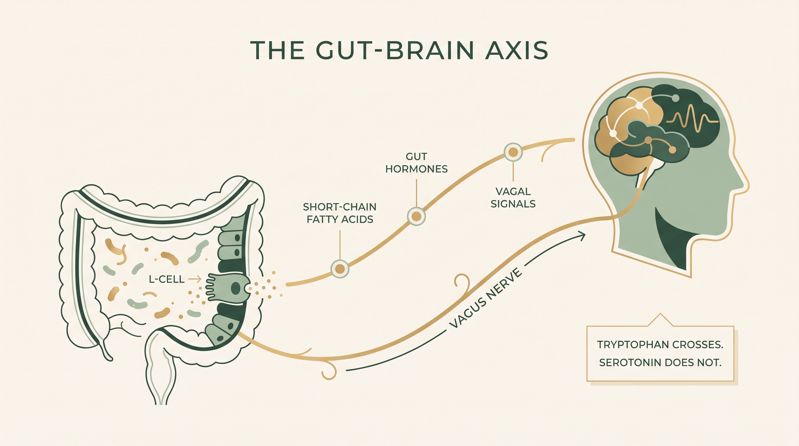 Diagram of the gut-brain axis showing L-cells, short-chain fatty acids, gut hormones and the vagus nerve connecting to the brain