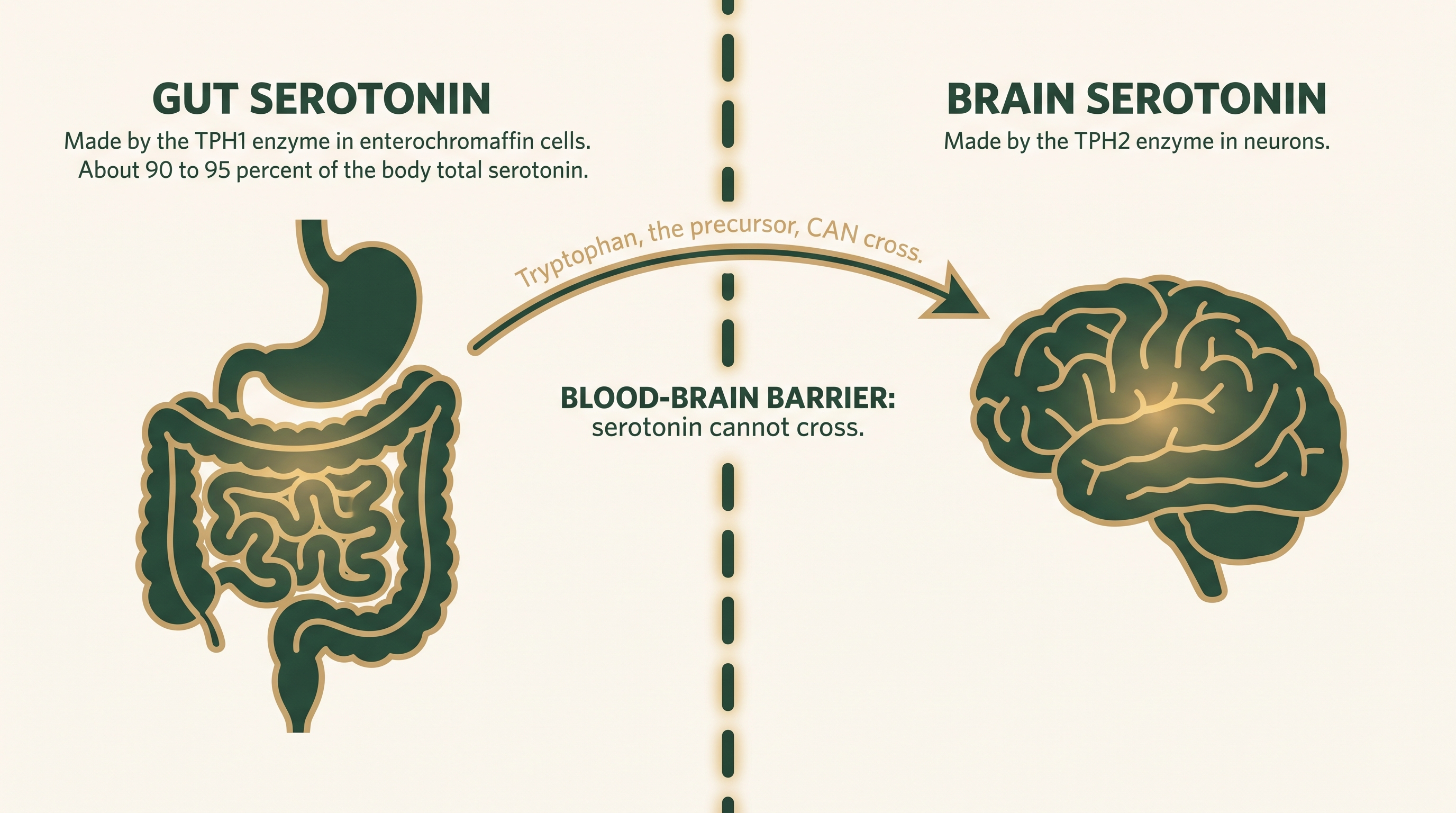 Diagram showing gut serotonin made by TPH1 and brain serotonin made by TPH2, separated by the blood-brain barrier, with tryptophan able to cross