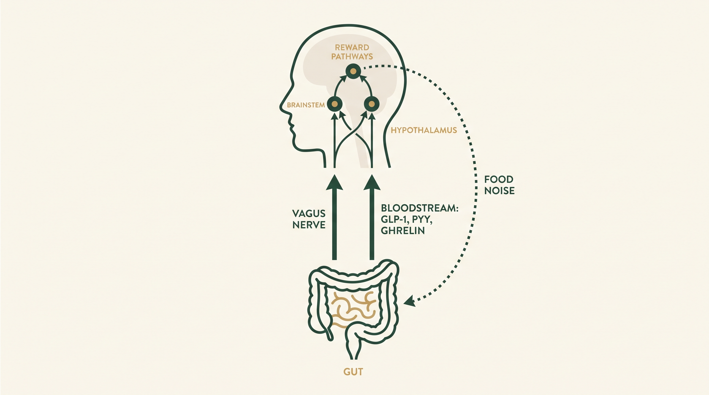 Diagram of the gut-brain axis showing the vagus nerve and gut hormones GLP-1, PYY and ghrelin signaling from the gut to the brainstem, hypothalamus and reward pathways, with a feedback loop labeled food noise.