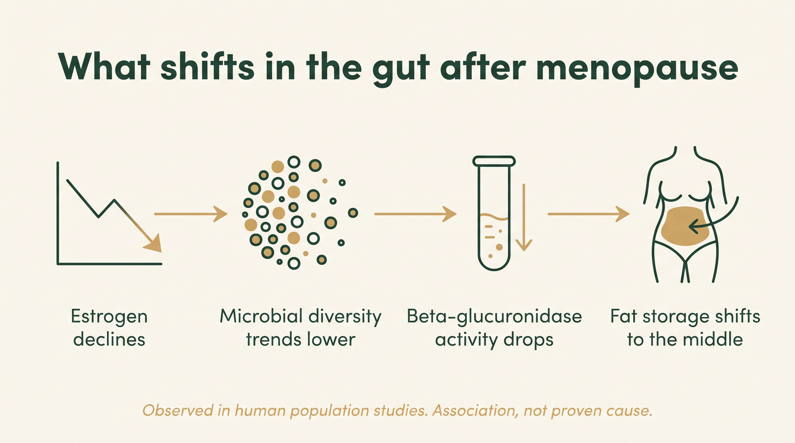 Diagram showing four gut changes after menopause: estrogen declines, microbial diversity trends lower, beta-glucuronidase activity drops, fat storage shifts to the middle