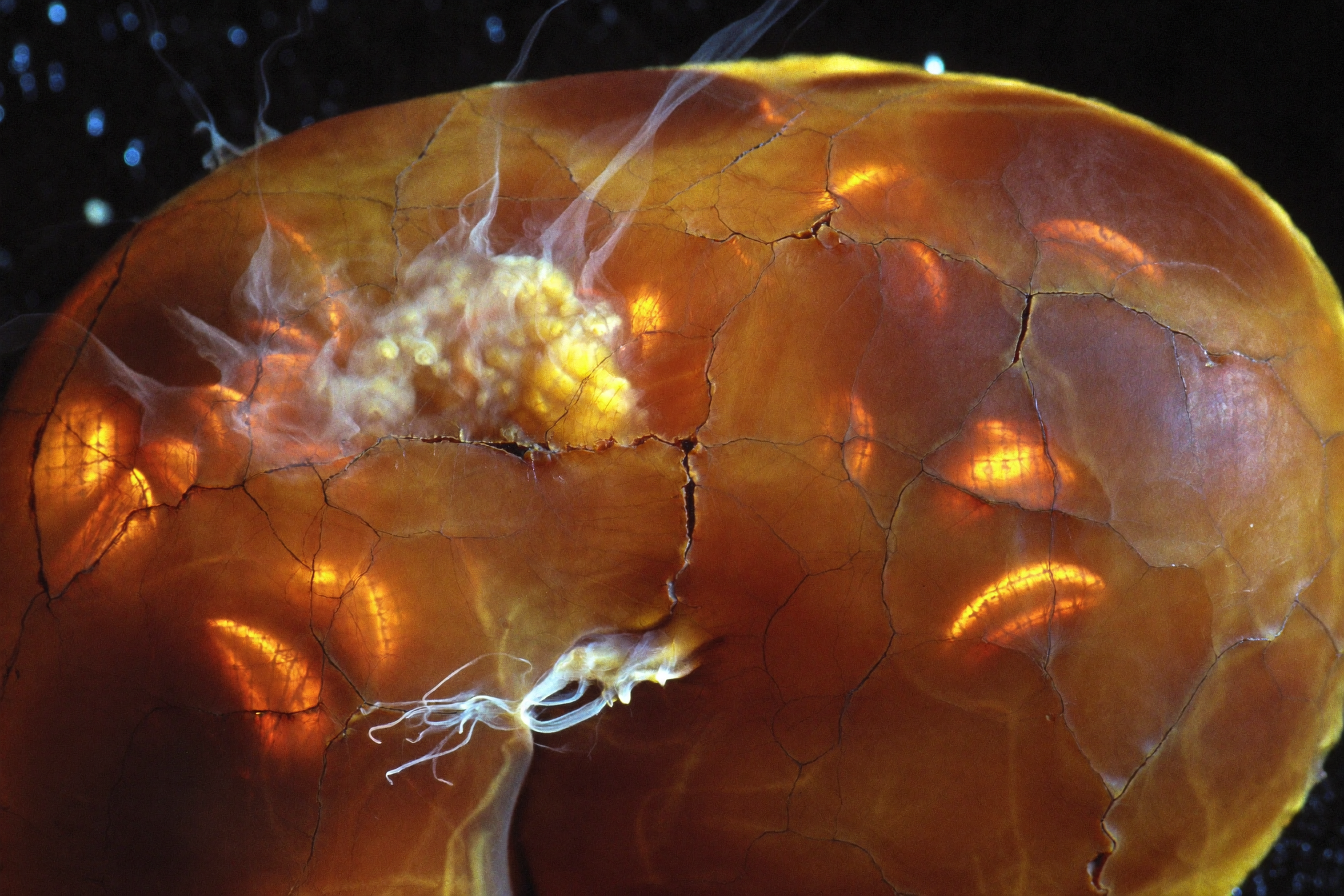 Macro of a kidney filter membrane glazed in caramelized sugar, cracking, embers glowing in the splits