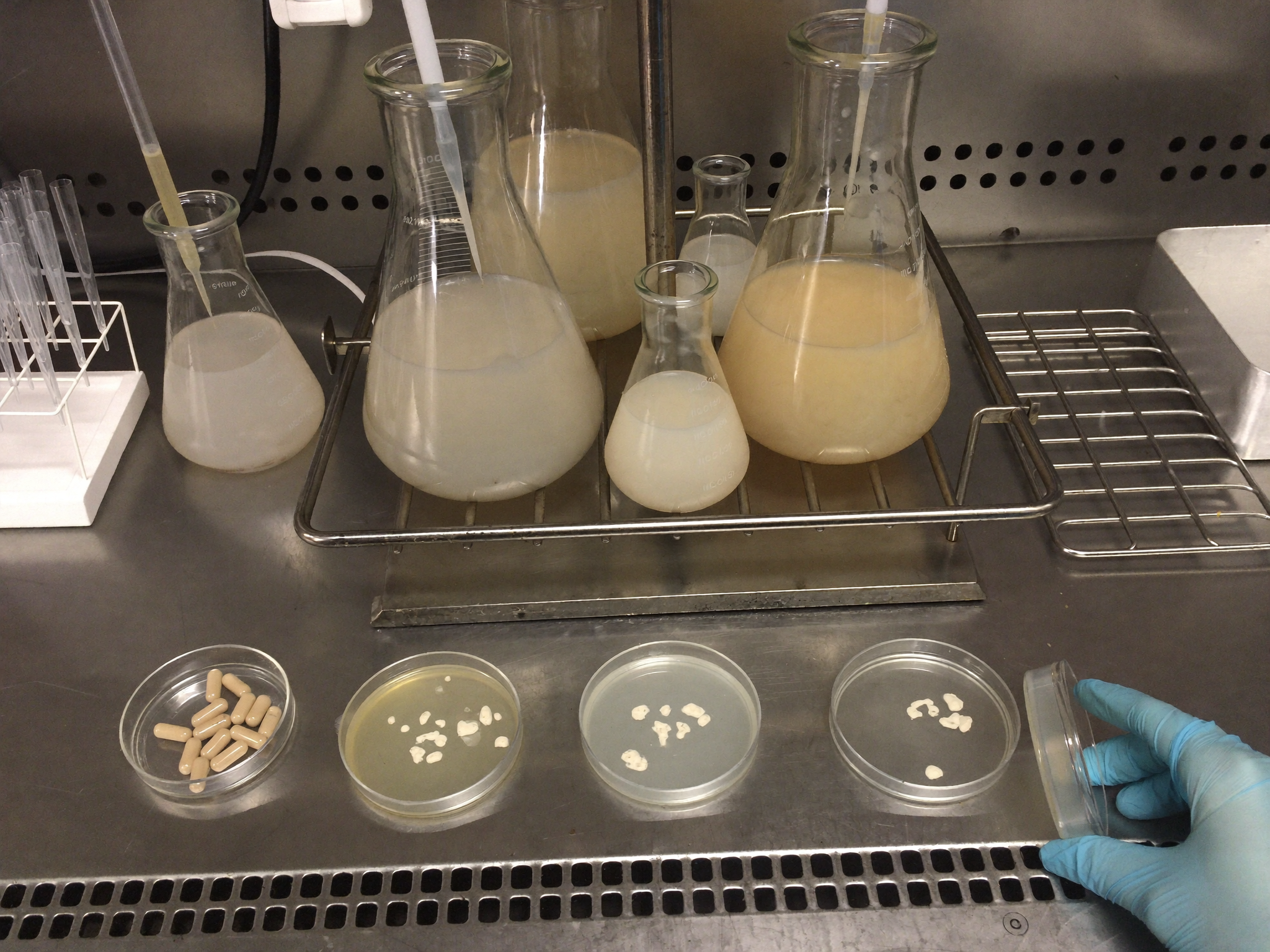 Fermentation bench with nattokinase cultures and capsules