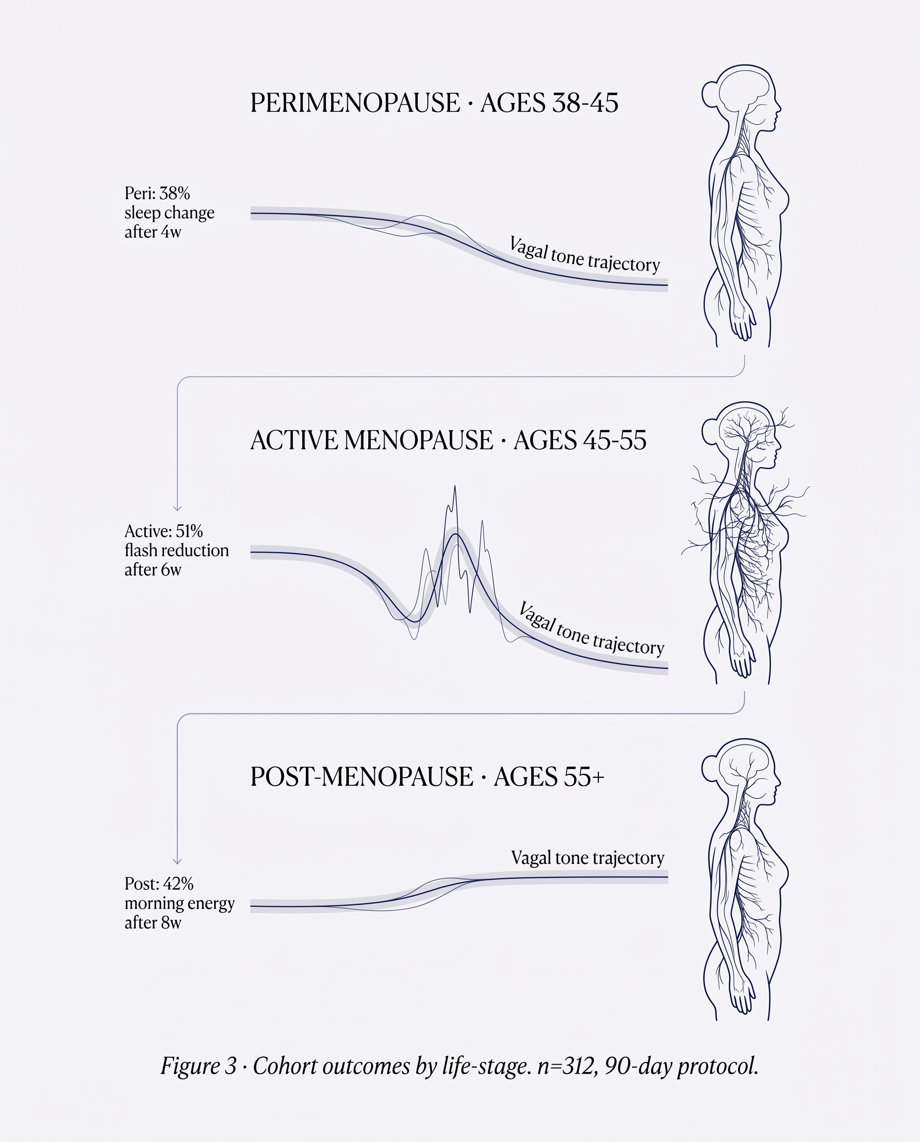 Timeline diagram of cohort outcomes across perimenopause, active menopause, and post-menopause stages