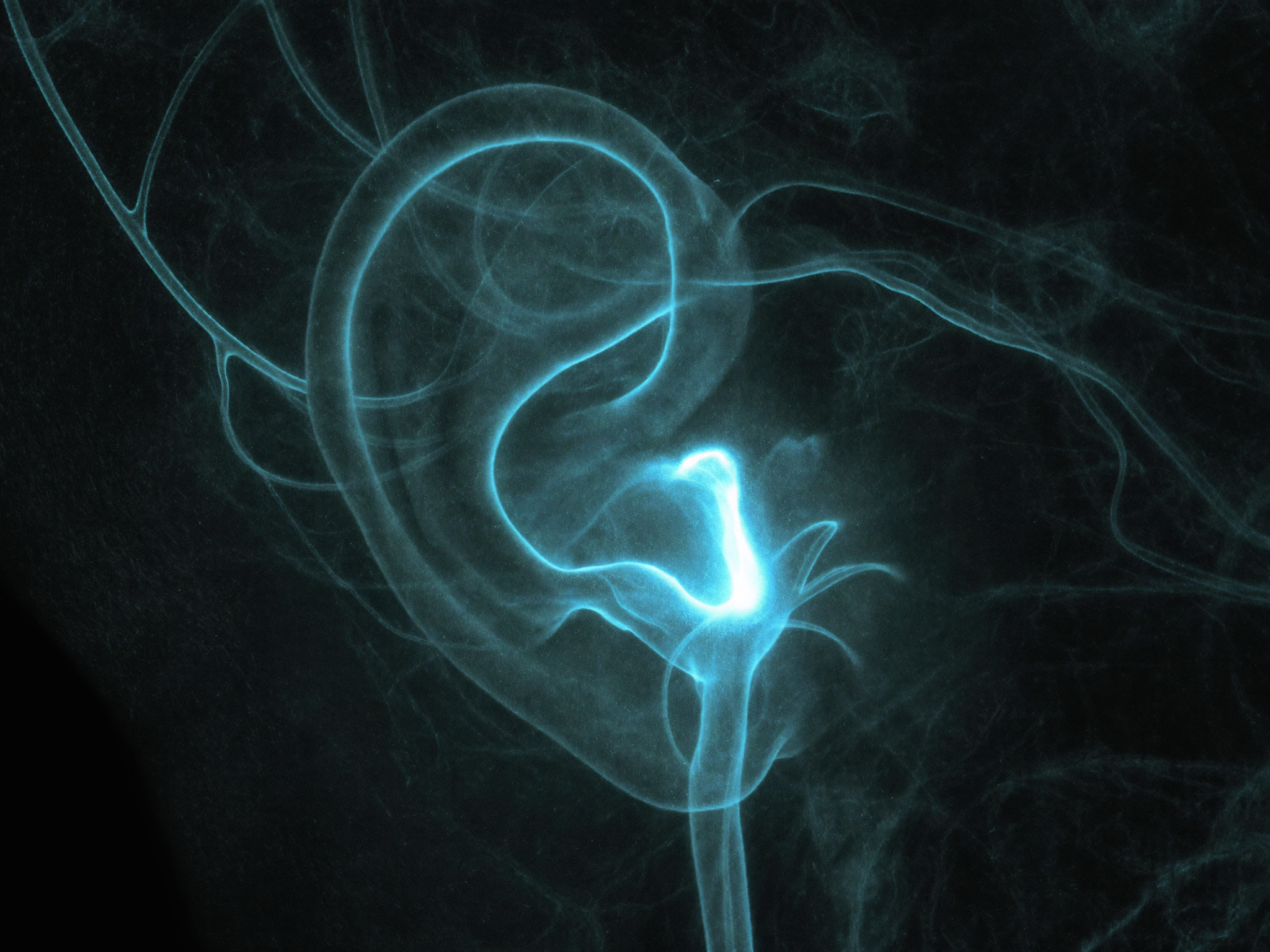 Glowing scan of the ear, where the vagus nerve surfaces