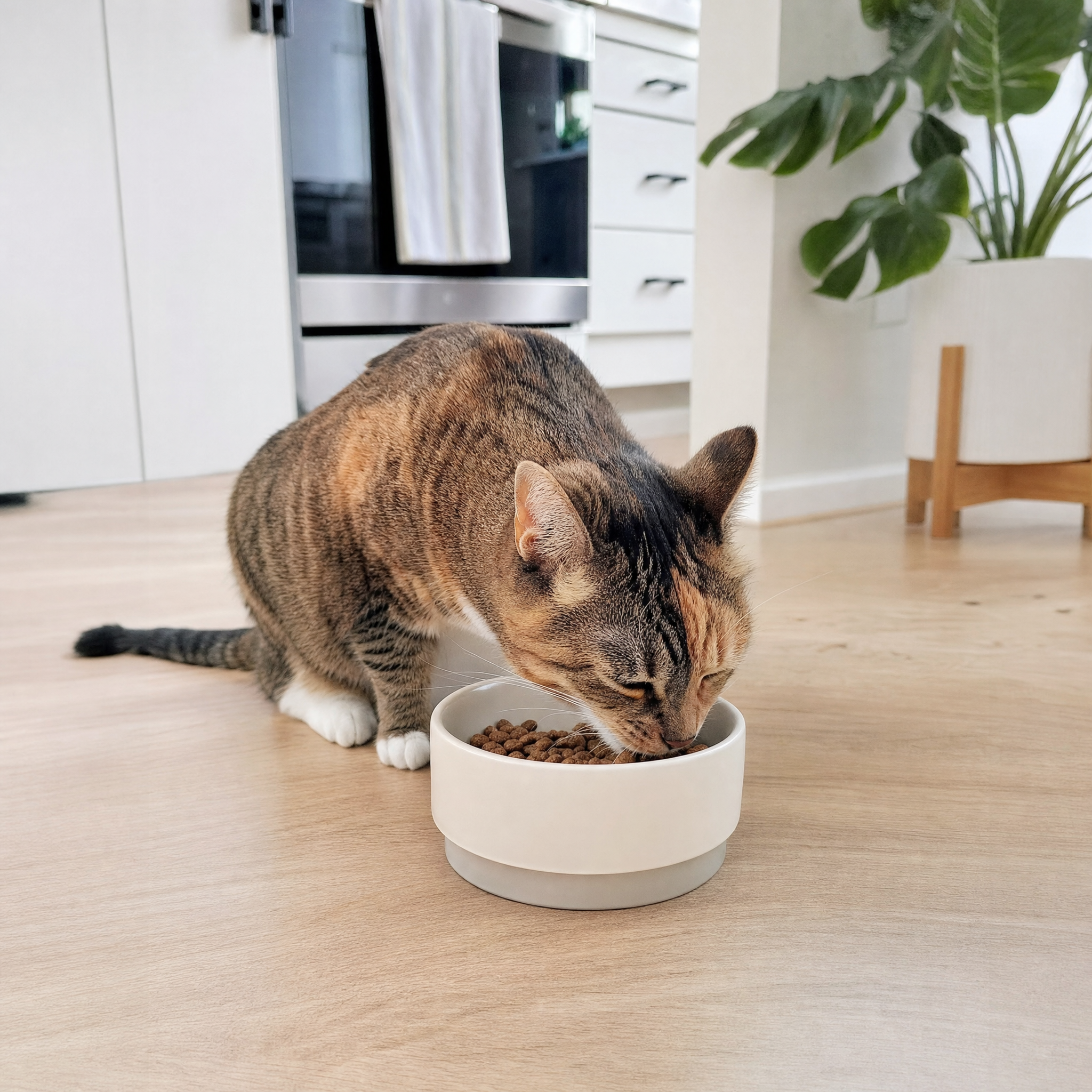 Customer cat photo