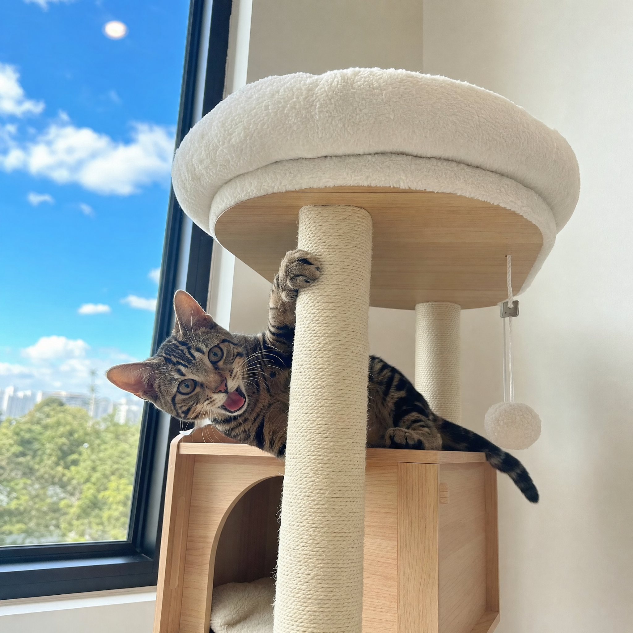 Customer cat photo