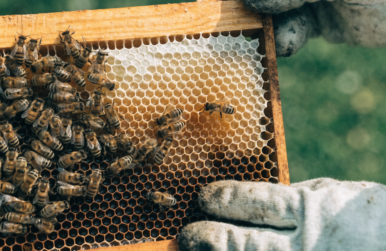 Close-up of honeybees on a honeycomb frame