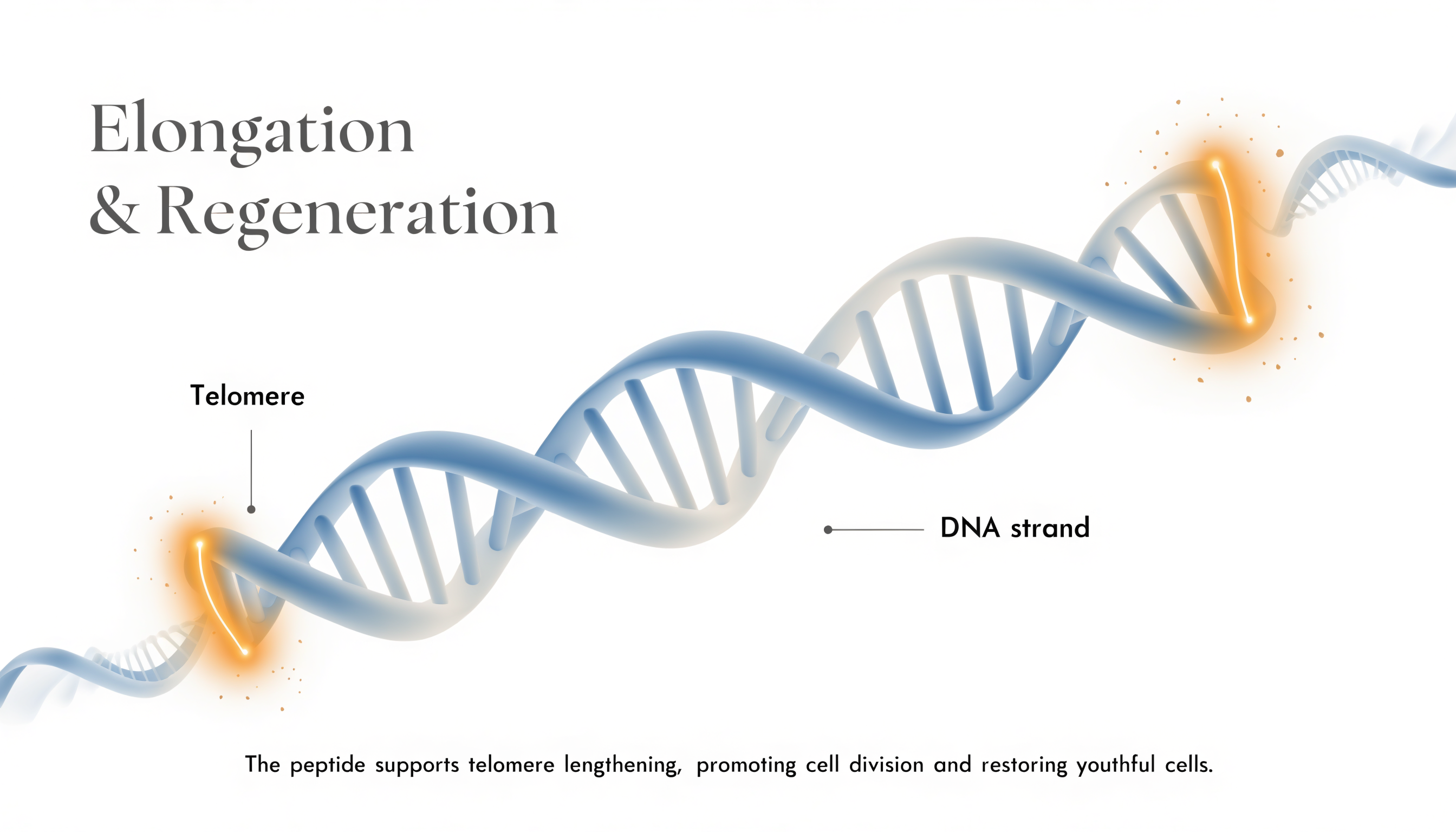 epitalon epithalon mechanism of action scientific studies telomerase Epitalon – Complete Guide: Research, Longevity, and Telomeres –  Scandinavian Pen Peptide