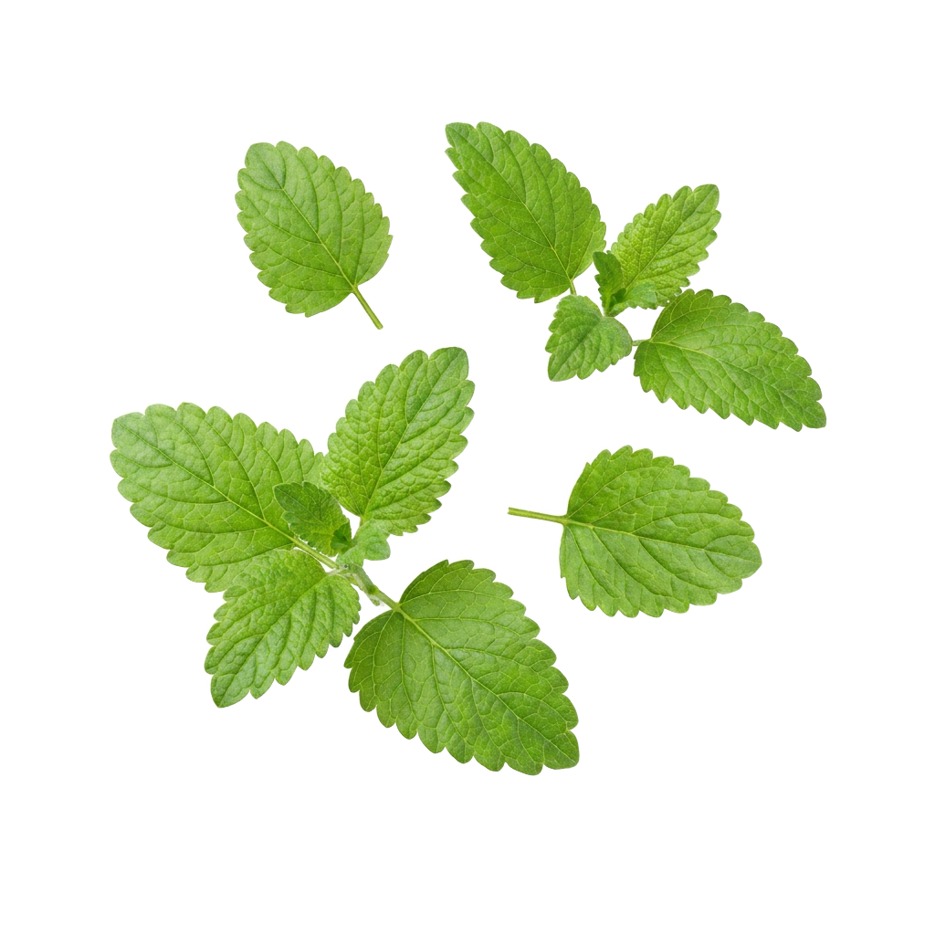 Lemon Balm Extract