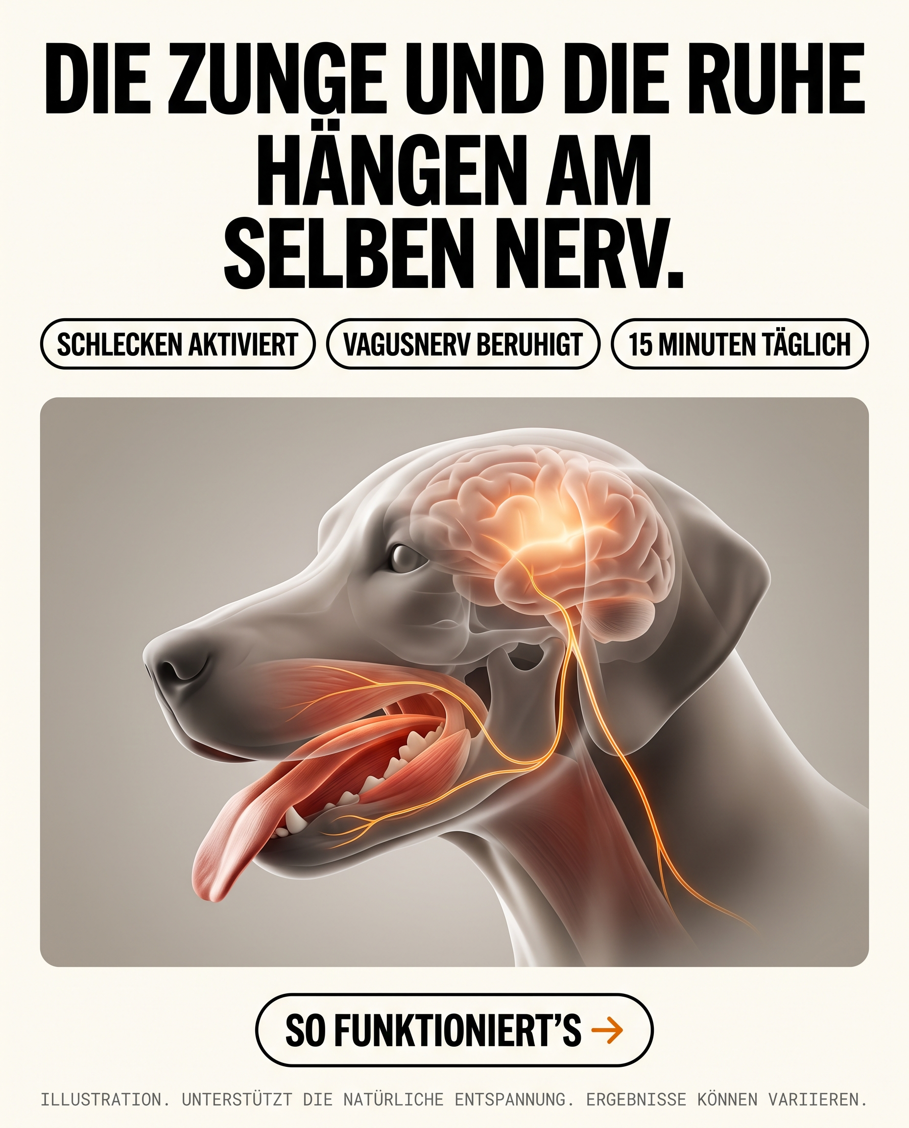 Die Verbindung von Zunge und Ruhezentrum