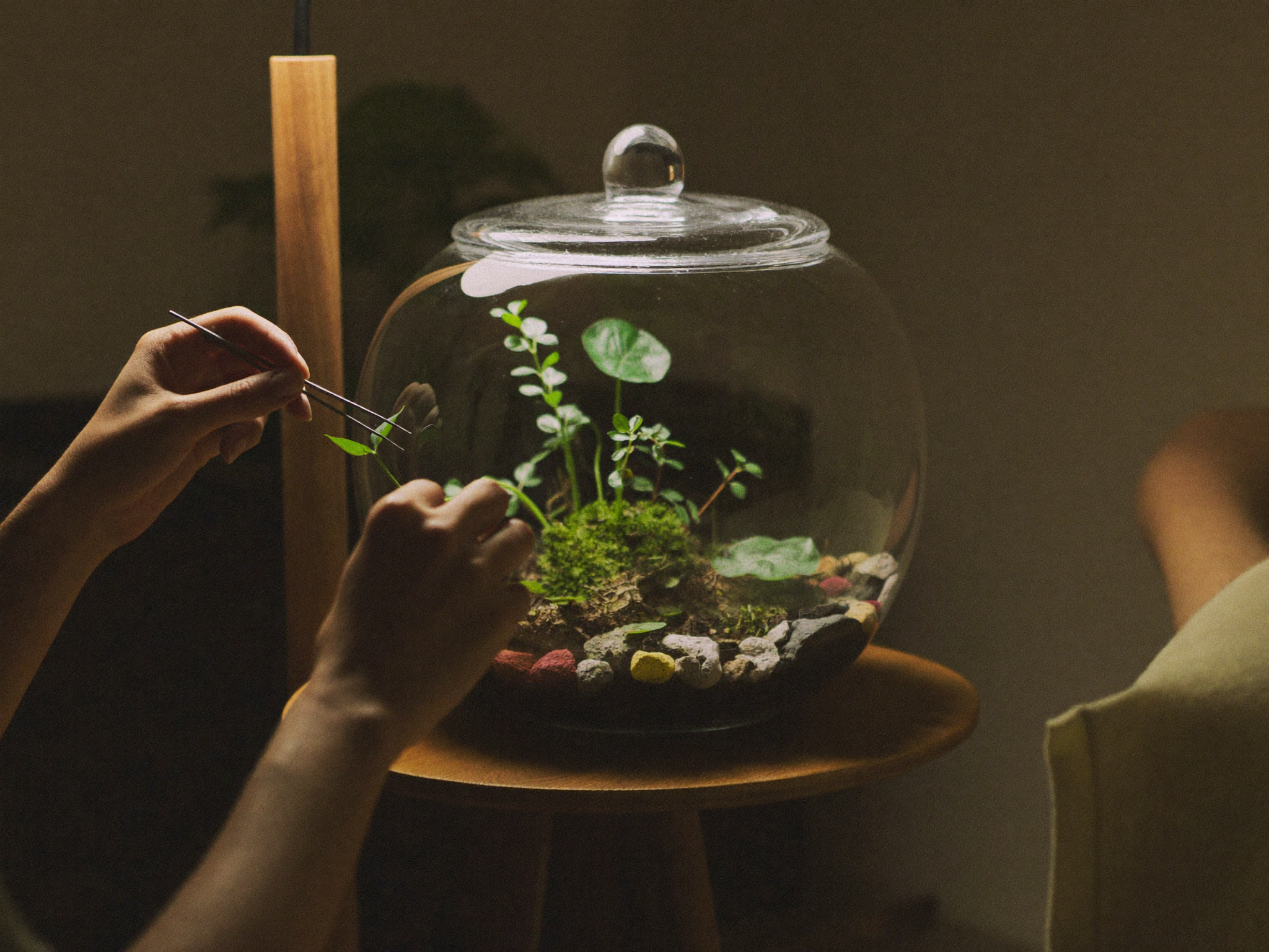 Cam fanus içinde terrarium düzenlemesi