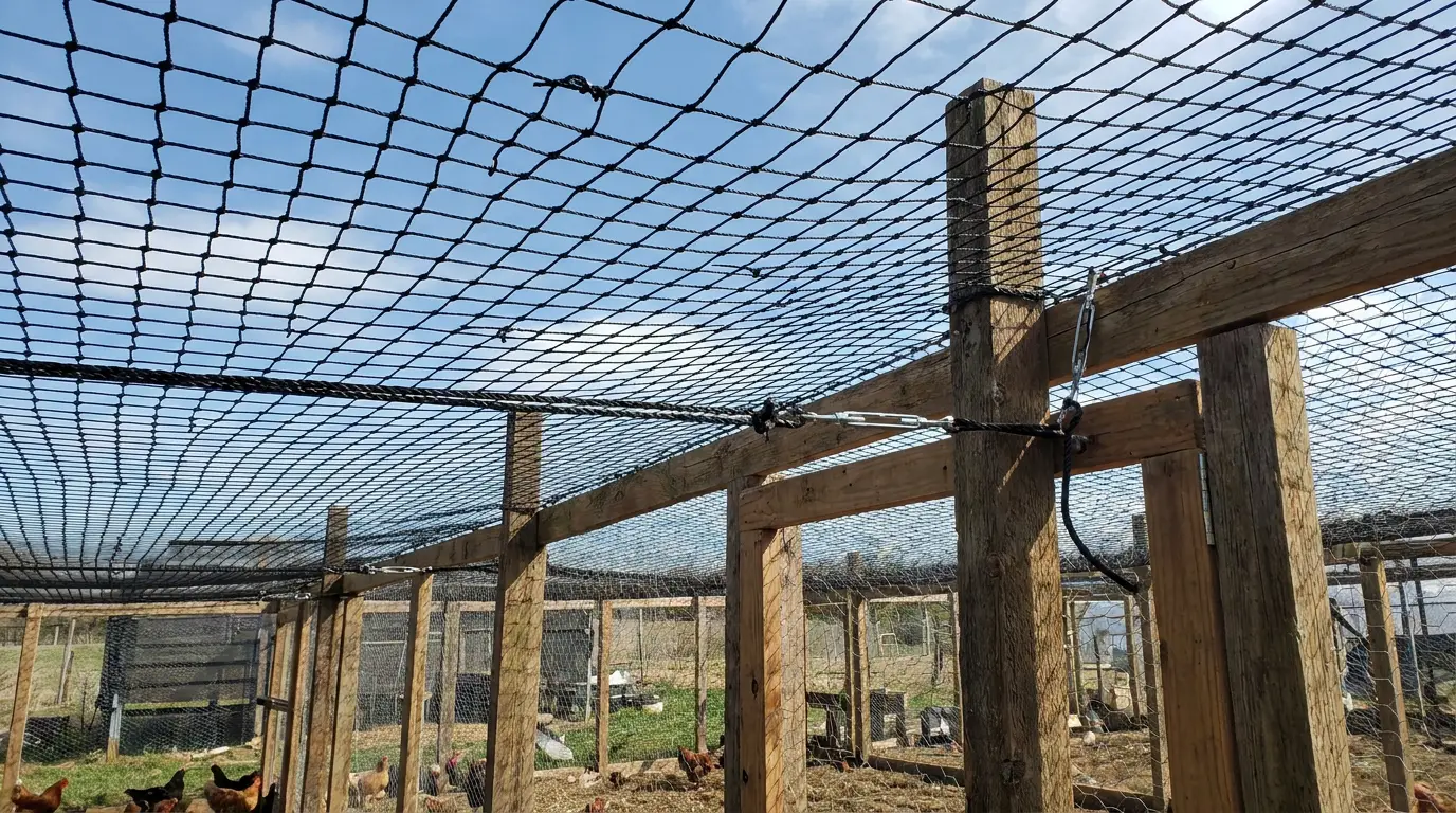 Overhead netting on chicken run